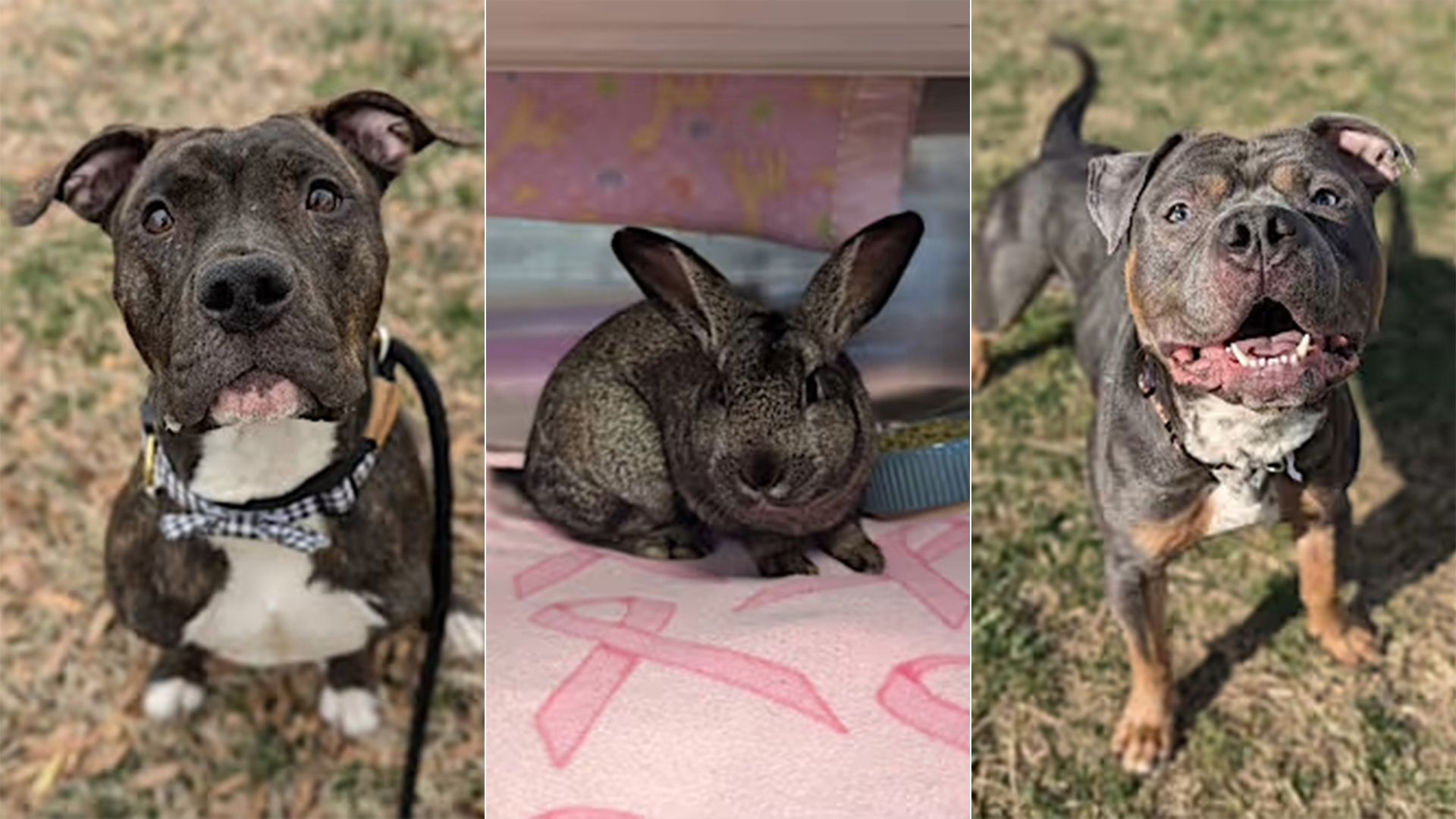 three pics of animals (one dog, one bunny and another dog) put side by side