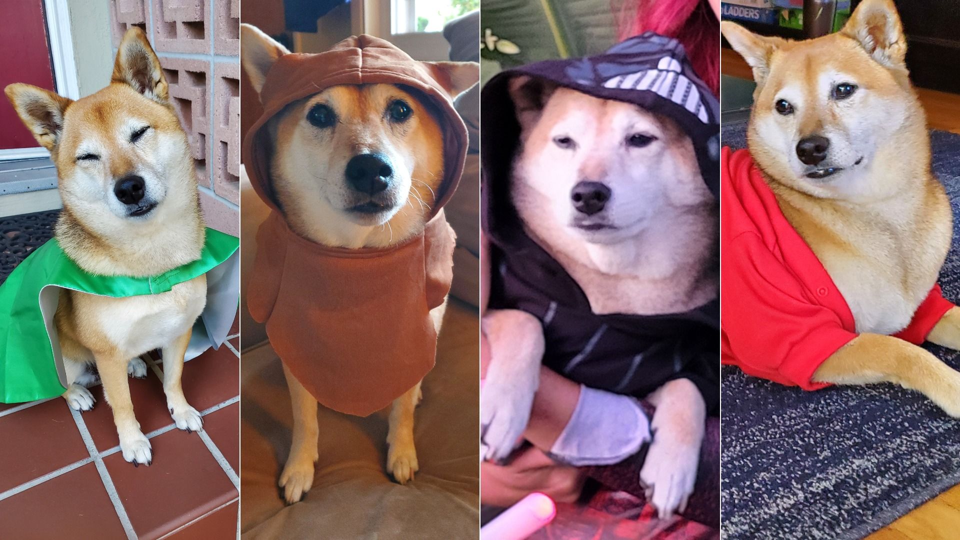 Turtle Retrieving Dogs San Diego vet: Halloween costumes can stress out dogs - Axios San Diego