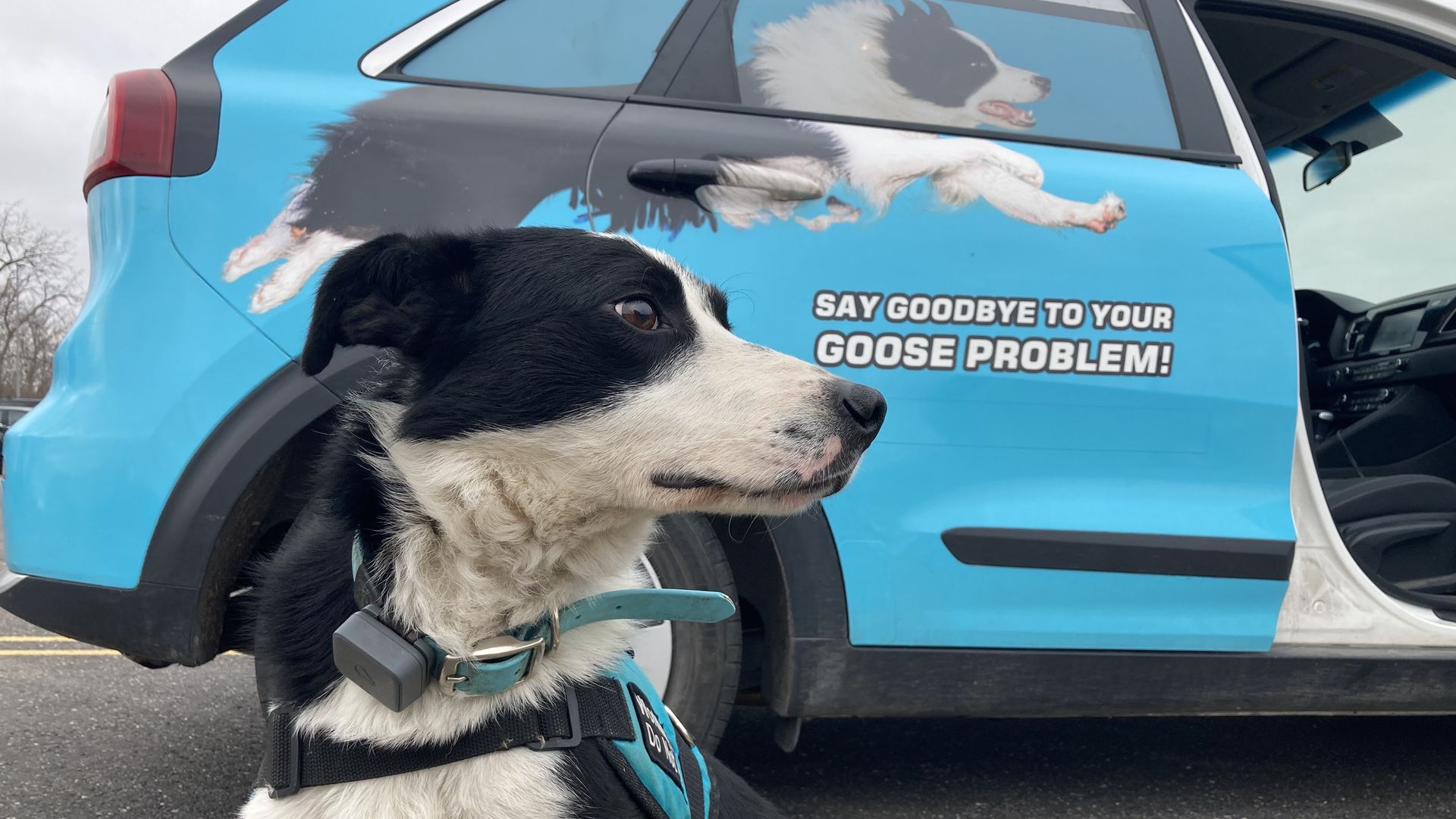 Spot, a border collie who's about 3 years old, is one of the working dogs with Goodbye Geese. Photo: Courtesy of Gordon Ligon.