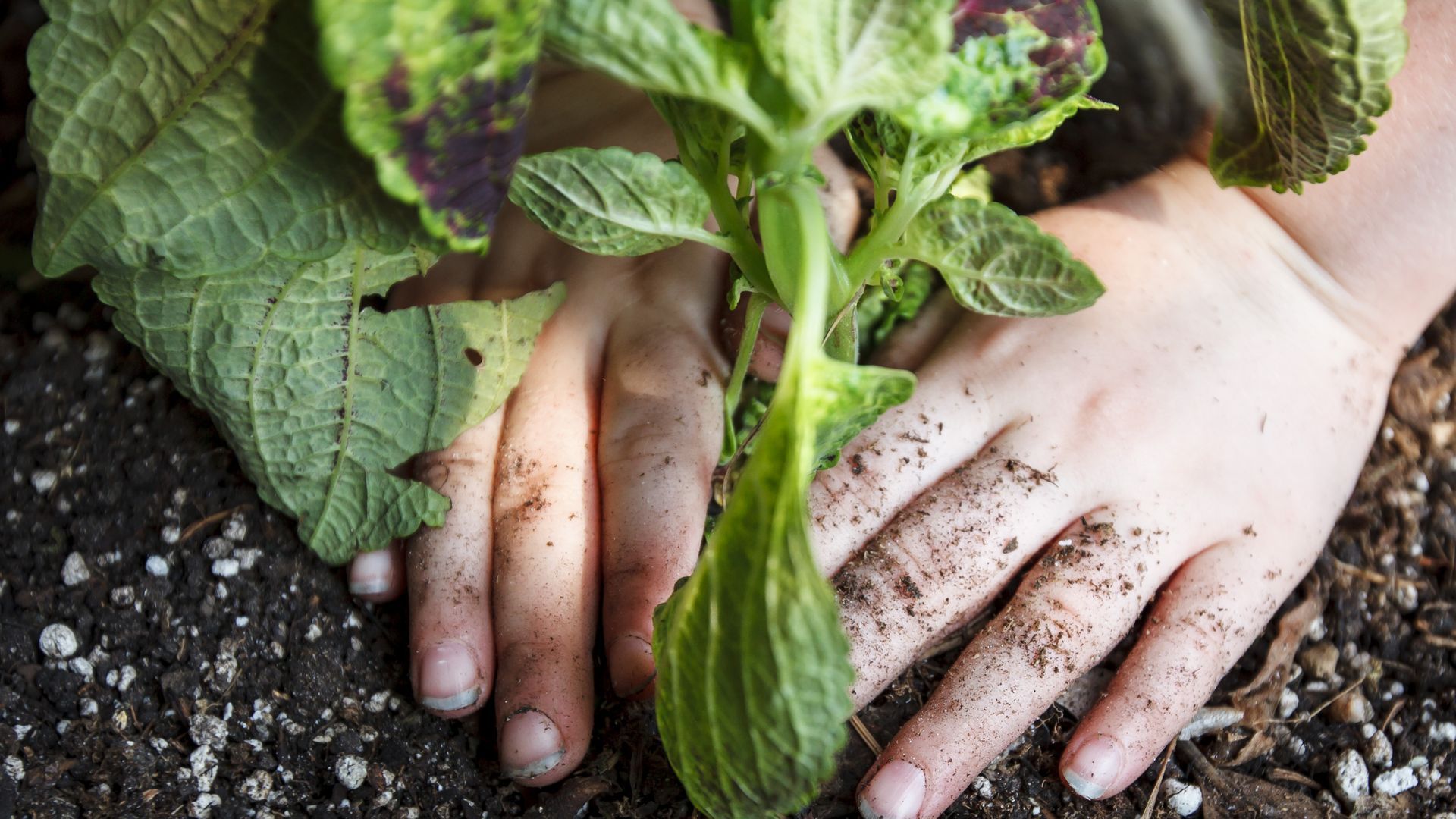 An image of two hands putting a plant in the soil.