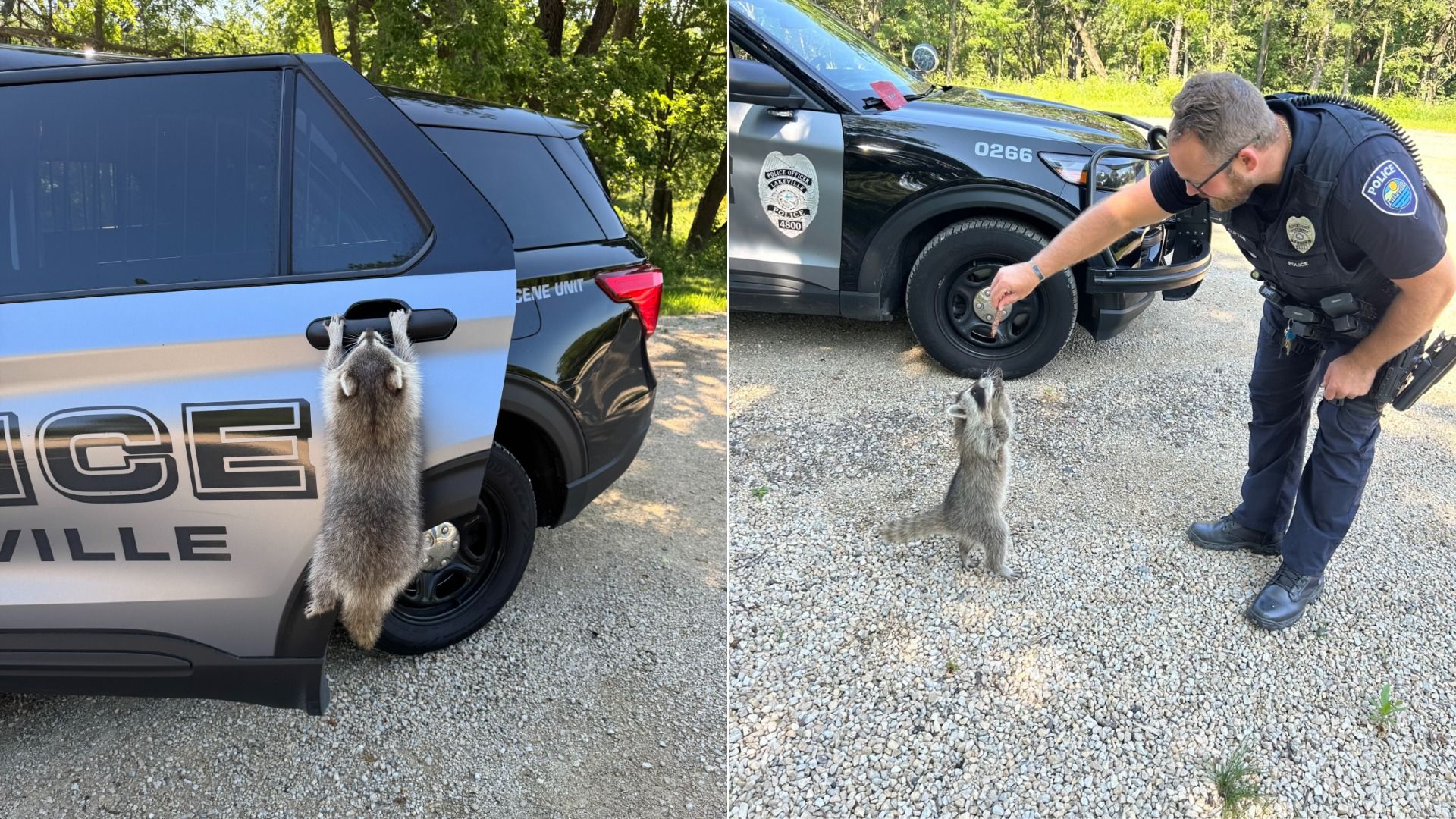 Split image: left shows raccoon hanging on police car door handle; right shows officer feeding raccoon a treat by black police SUV in a sunny outdoor area with gravel and trees.