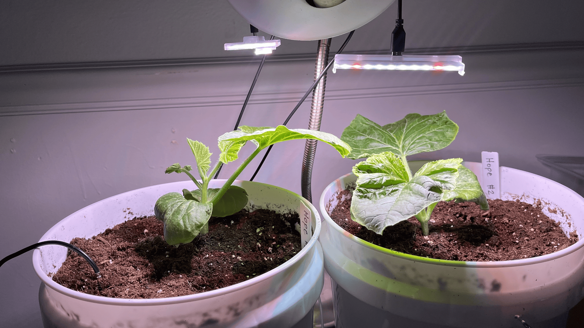Two white pots with soil hold young green leafy plants under overhead LED grow lights in an indoor setup; a flexible metal neck, black cords, and plant stakes reading Hope are visible.
