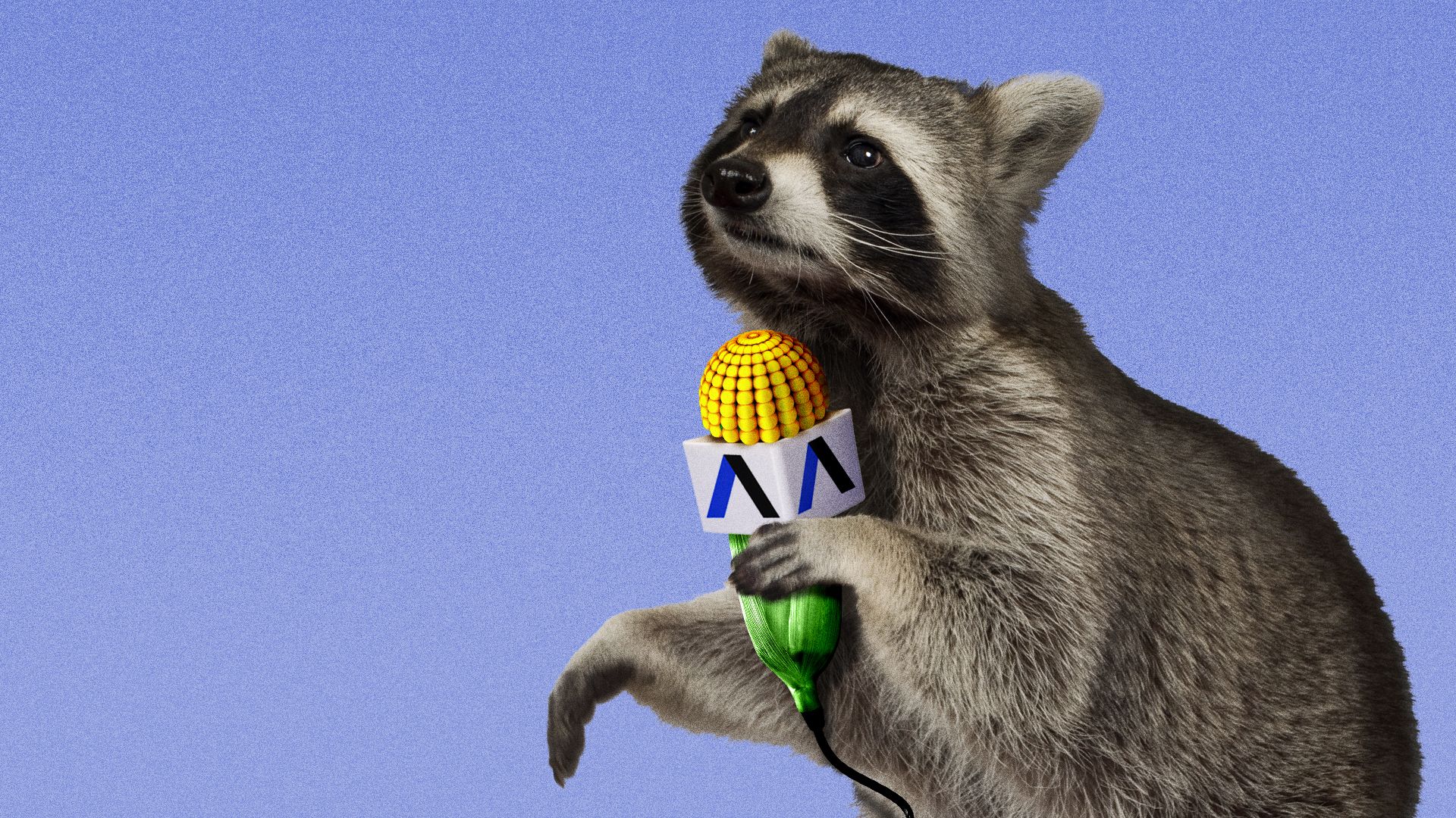 Illustration of a raccoon holding a broadcasting microphone made of corn. 