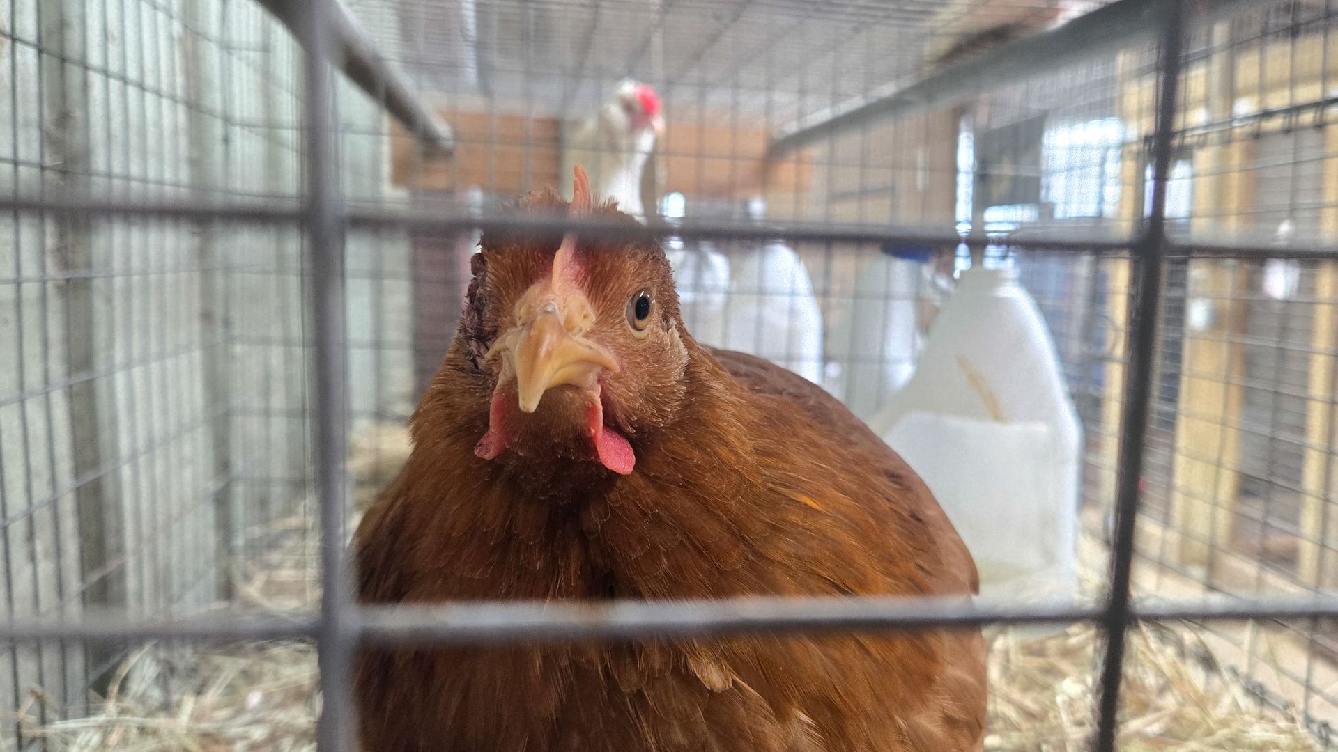 A hen for sale sits in its cage at Wabash Feed & Garden store in Houston, Texas, on February 10, 2025. 