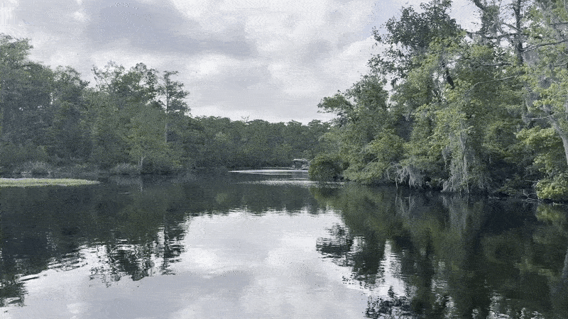 An alligator-shaped houseboat comes into focus through a clearing in some trees.