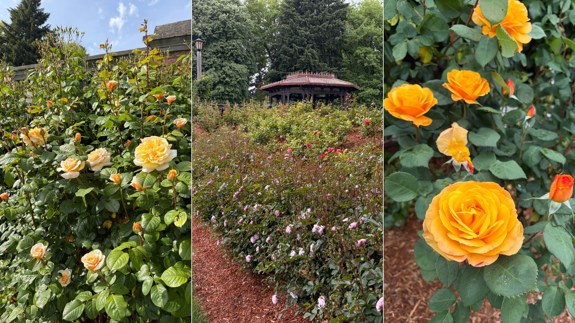 Triptych of a rose garden: left panel shows yellow-orange roses by a fence under a blue sky; center features rose beds and a gazebo; right panel is a close-up of bright orange roses among green leaves.