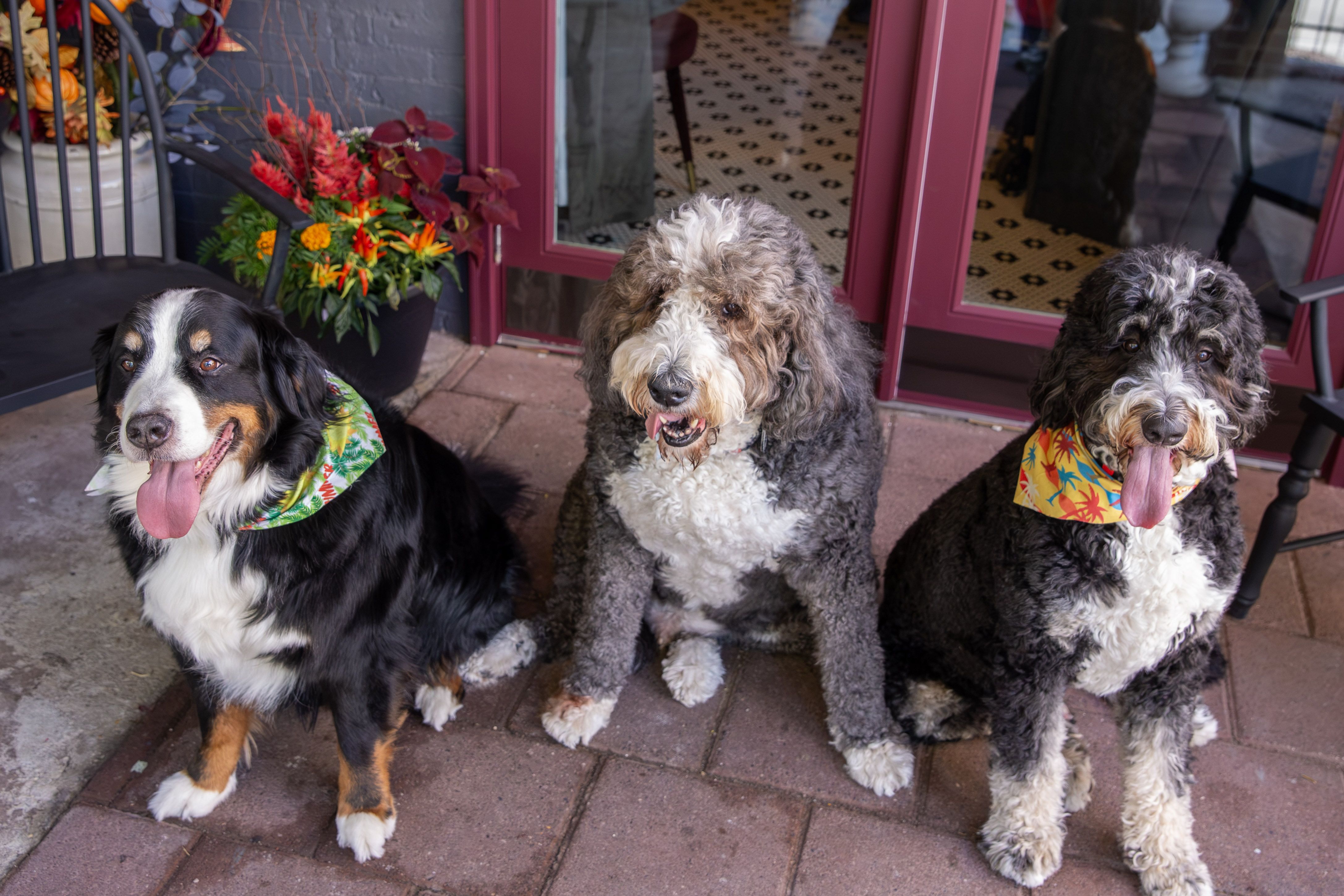 Three dogs with bandanas sit on a brick sidewalk in front of a pink storefront door and flower arrangement; a Bernese on the left and two fluffy, curly dogs in the middle and right, panting.