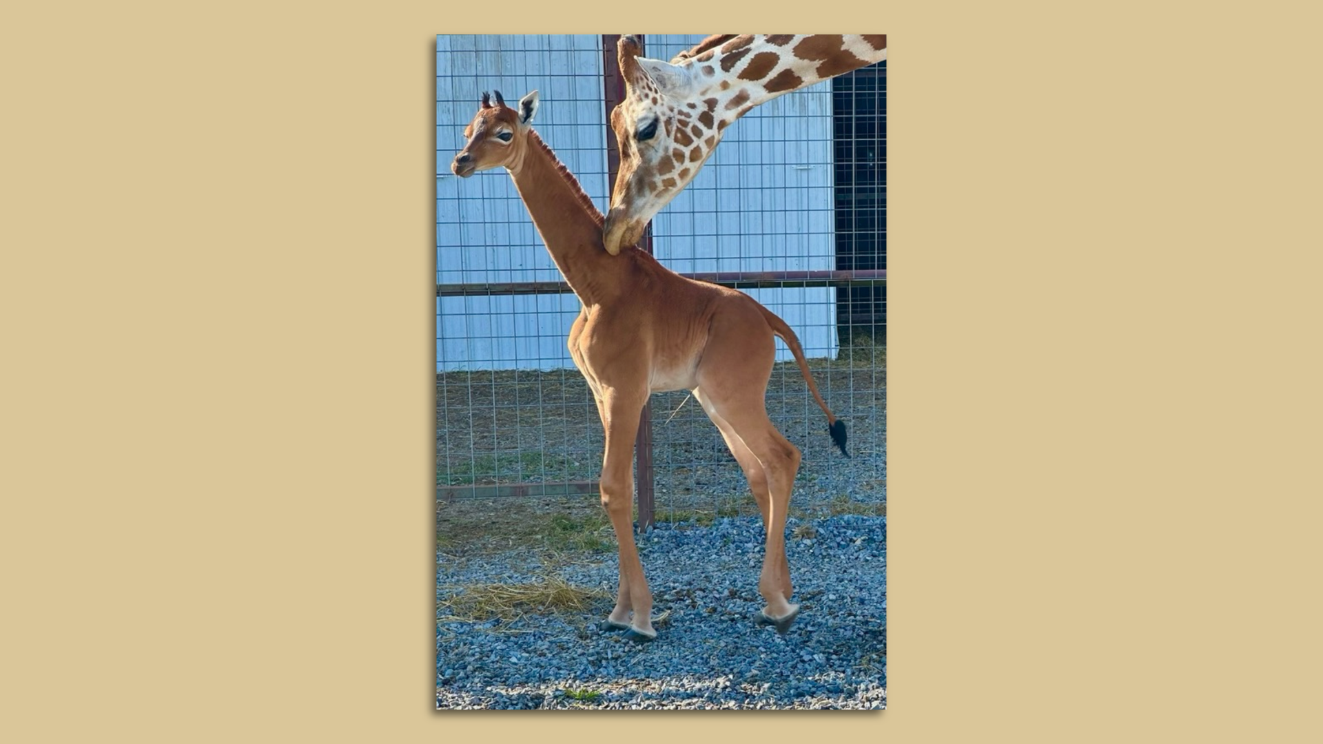 The baby spotless giraffe