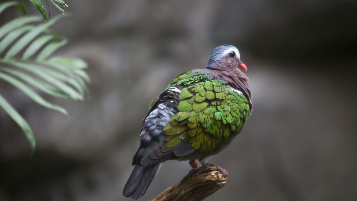 Minnesota zoos take precautions for avian flu - Axios Twin Cities