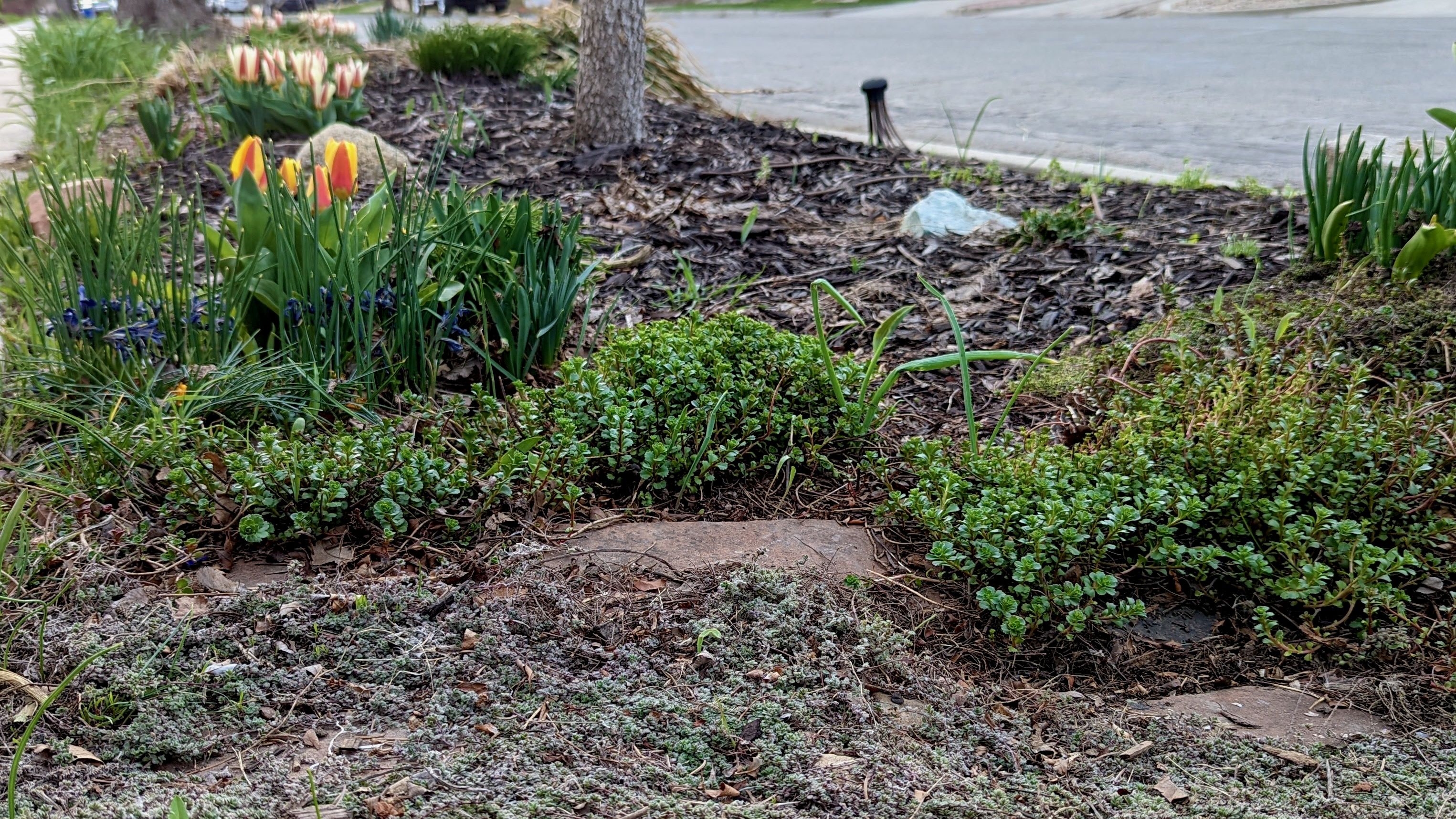 Sedum grows in front of tulips in early spring.