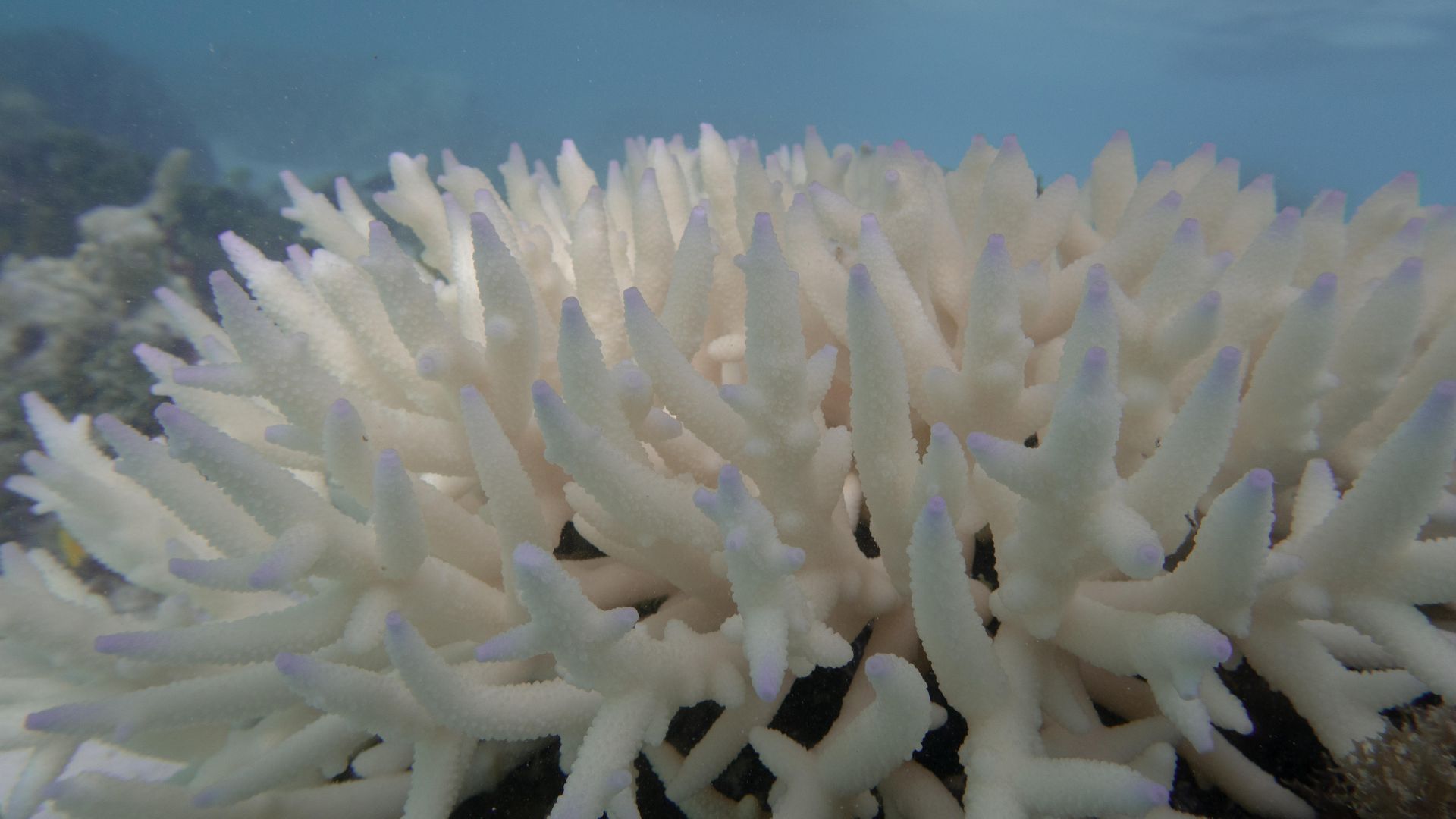 Bleached coral, Great Barrier Reef, 2024. Photo: Ove Hoegh-Guldberg