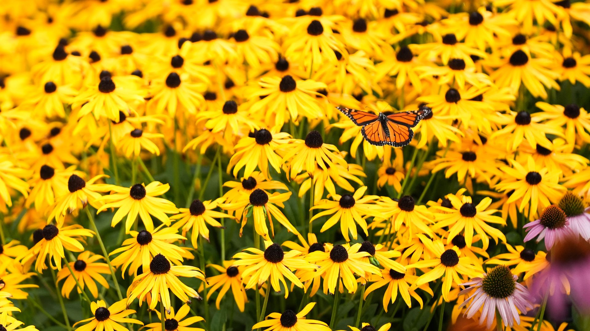 Dense field of bright yellow Black-eyed Susans (Rudbeckia) with dark centers; a monarch butterfly with orange and black wings rests on a bloom toward the bottom center-right.
