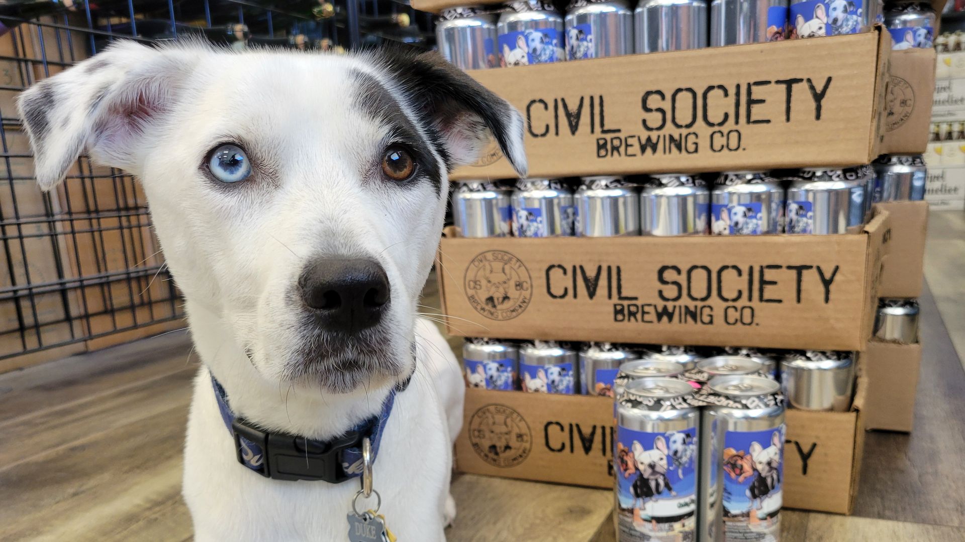 a dog in front of a bunch of beer