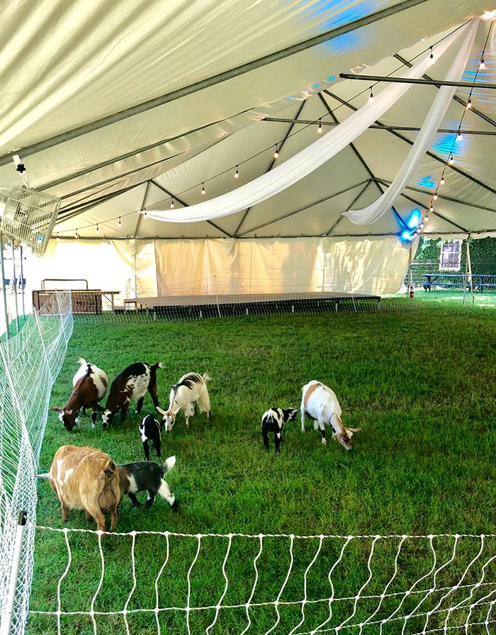 goats in tent at yoga