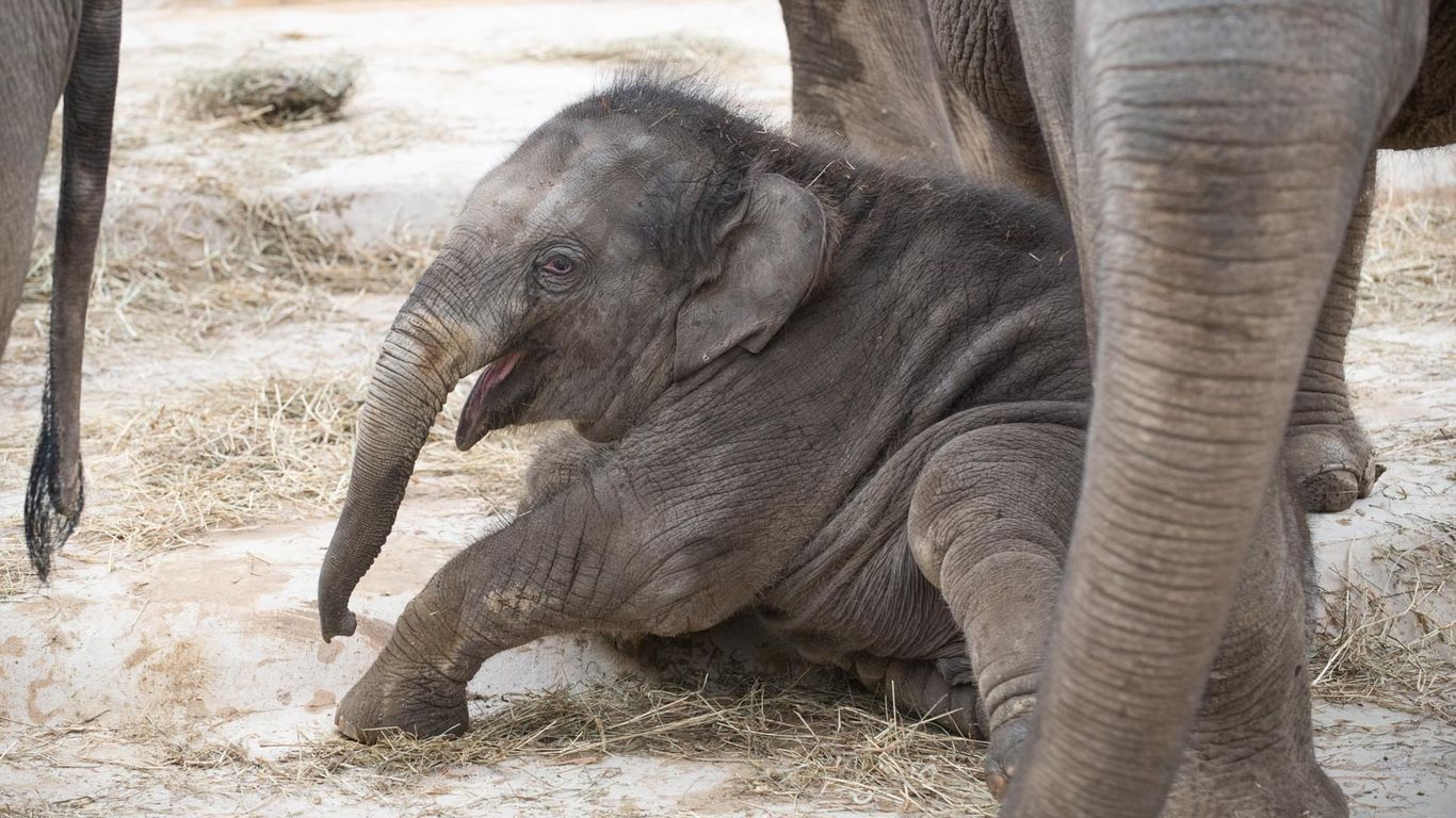 Columbus Zoo's baby elephant launches a life-saving stem cell line