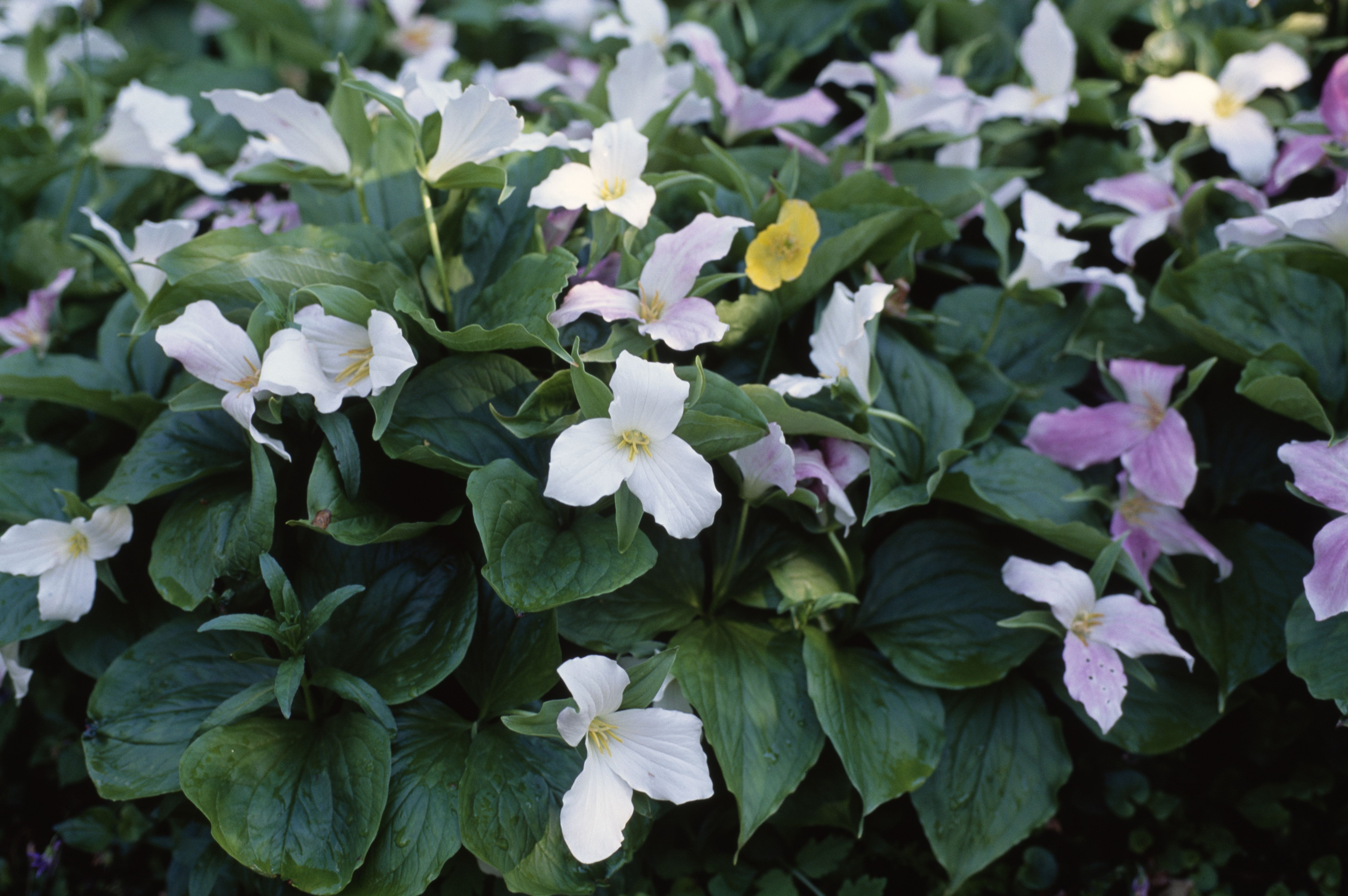 White flowers with yellow centers bloom among dense green leaves, with hints of pink petals, creating a colorful garden bed.