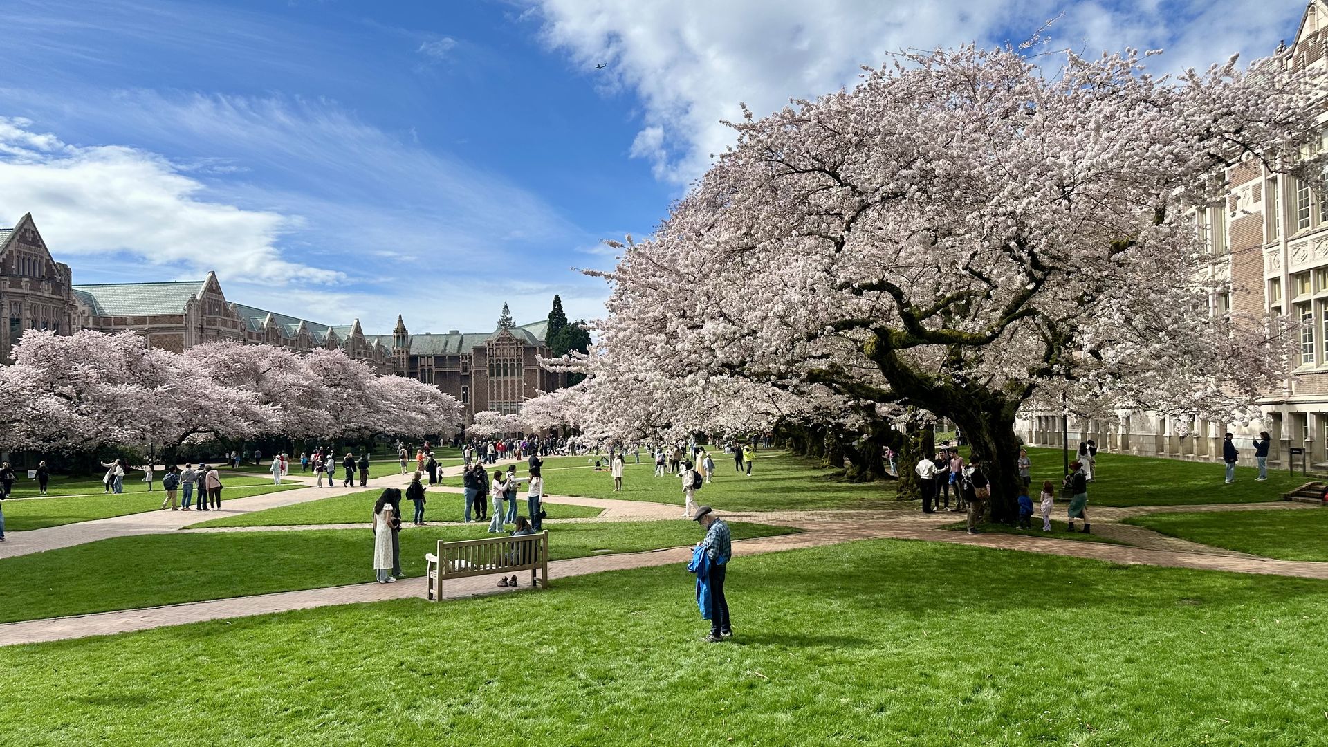Crowd of people enjoying bright spring day under blooming cherry blossom trees on the University of Washington campus with pink flowers, green grass and historic brick buildings.