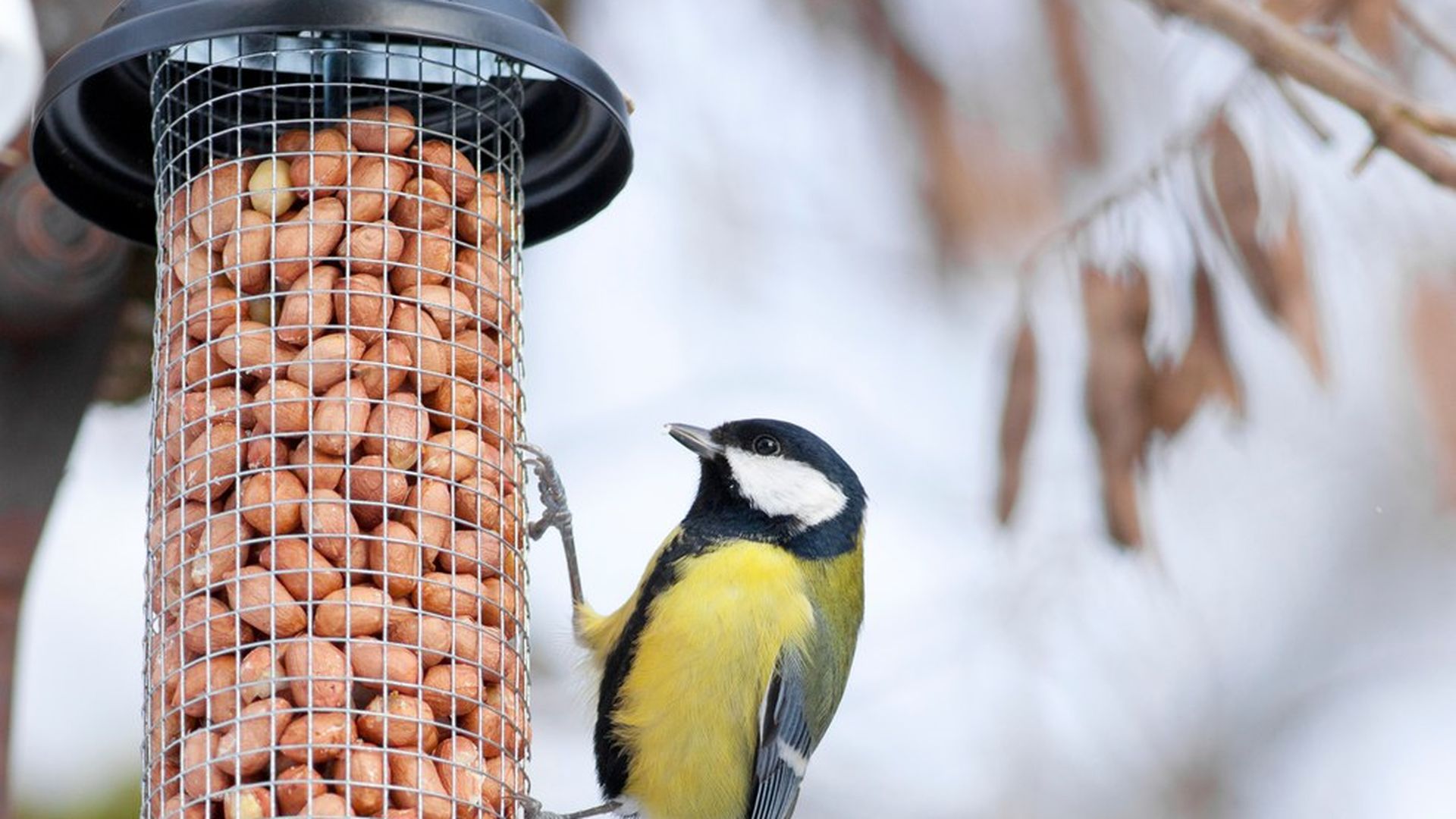 Bird Feeders Might Be Changing Bird Beaks