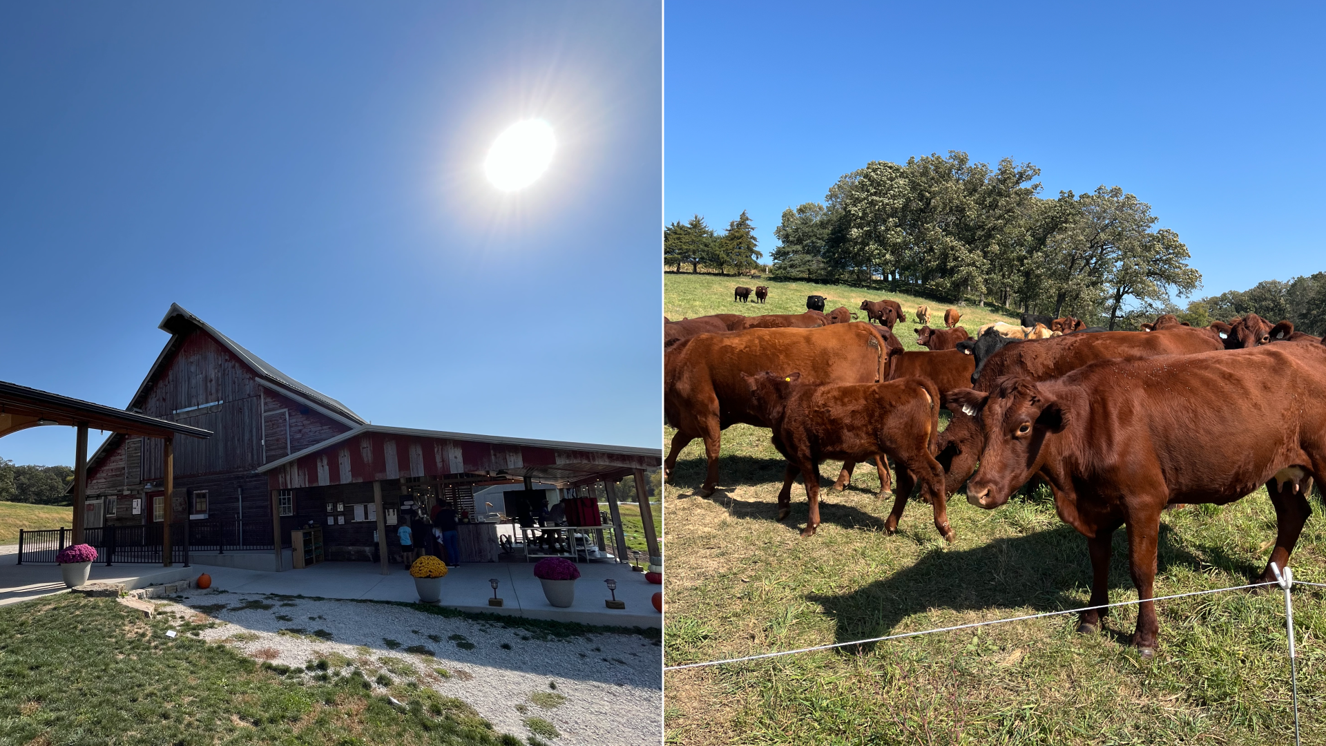 the outside of a pizza farm and cows grazing in the sun