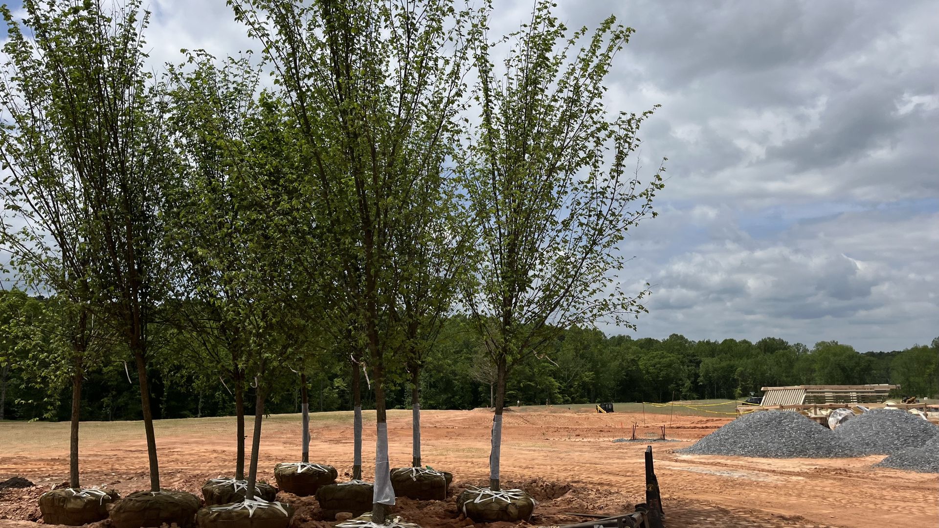 Trees that are about to be planted