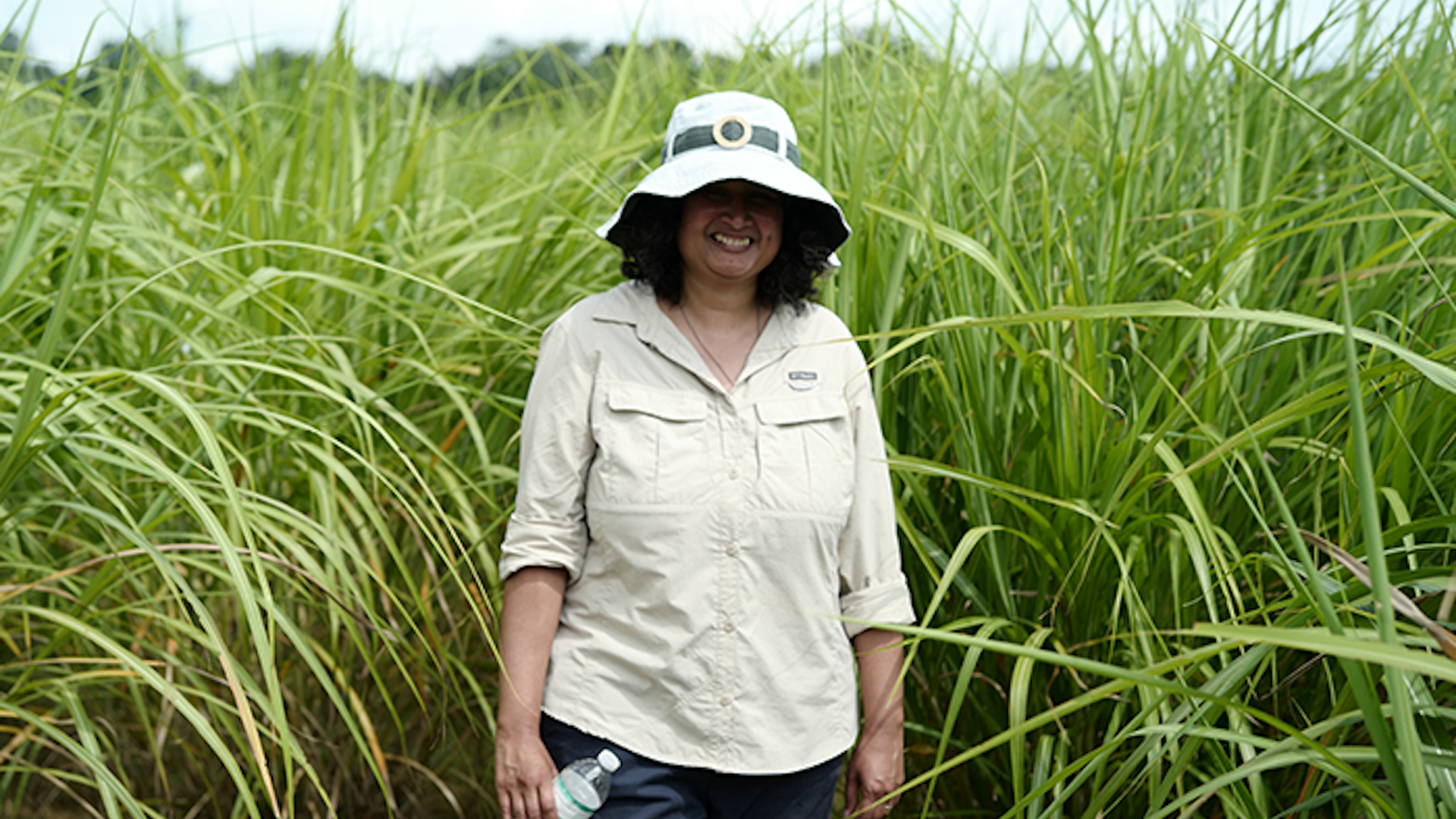 A woman stands in a field of switchgrass, part of a research initiative looking at grass as a raw material for manufacturing everything from car parts to construction materials.