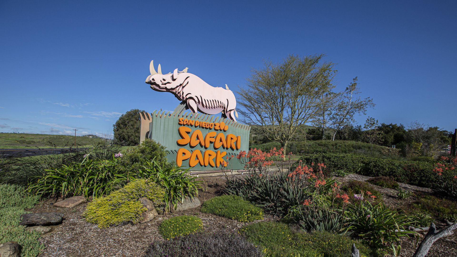 A San Diego Zoo Safari Park entrance sign with a rhino on top and landscaping around it. 