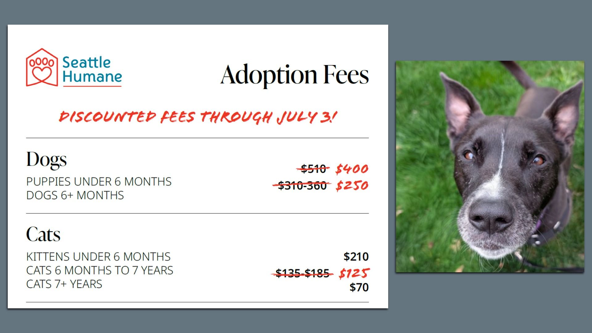 A screenshot of discounted adoption fees and a black dog who needs a home. 