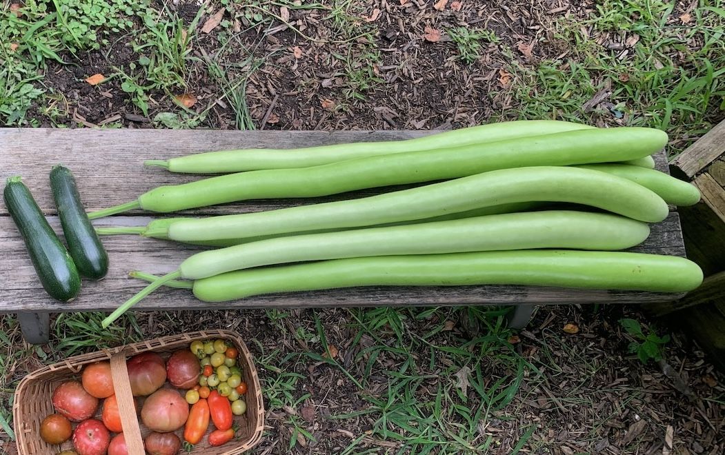 Long, light green gourds and two small dark green zucchinis on a wooden bench, with a basket of assorted tomatoes below, outdoors on grass and mulch.