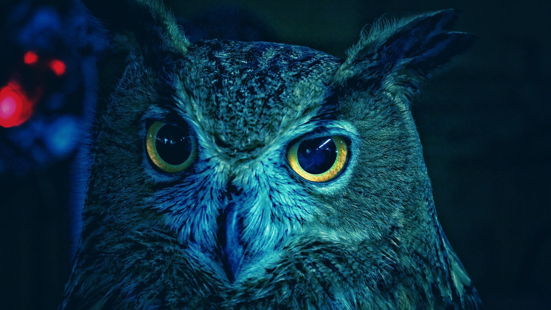 Photo of an owl.