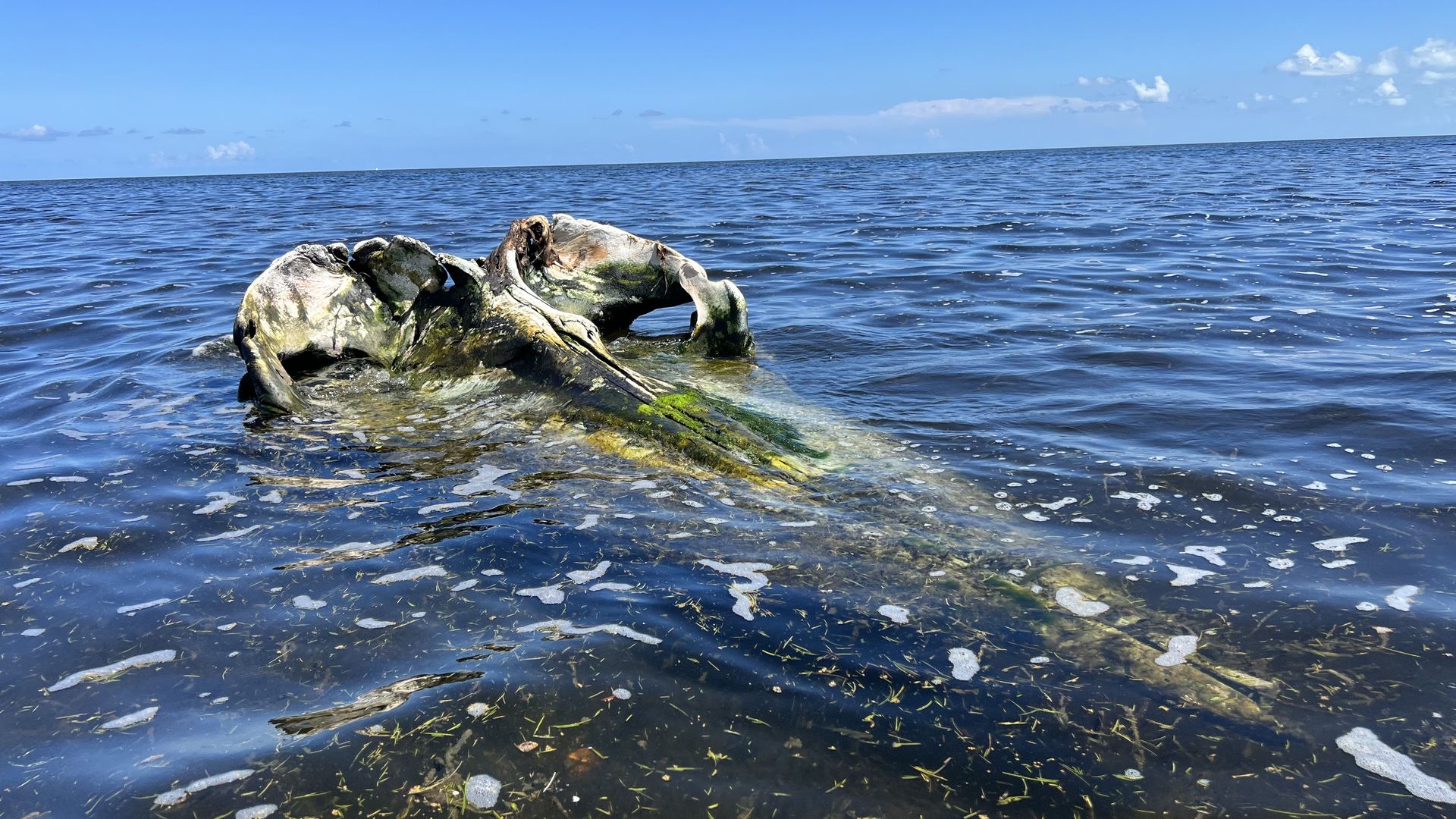 A whale skeleton sticks partly out of the water in Biscayne Bay. 