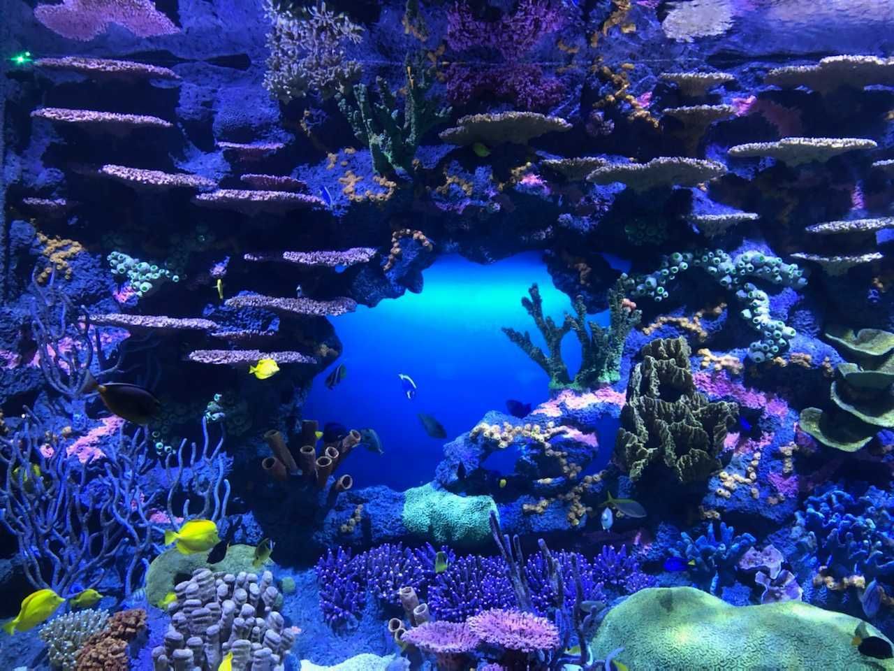 Tennessee aquarium 