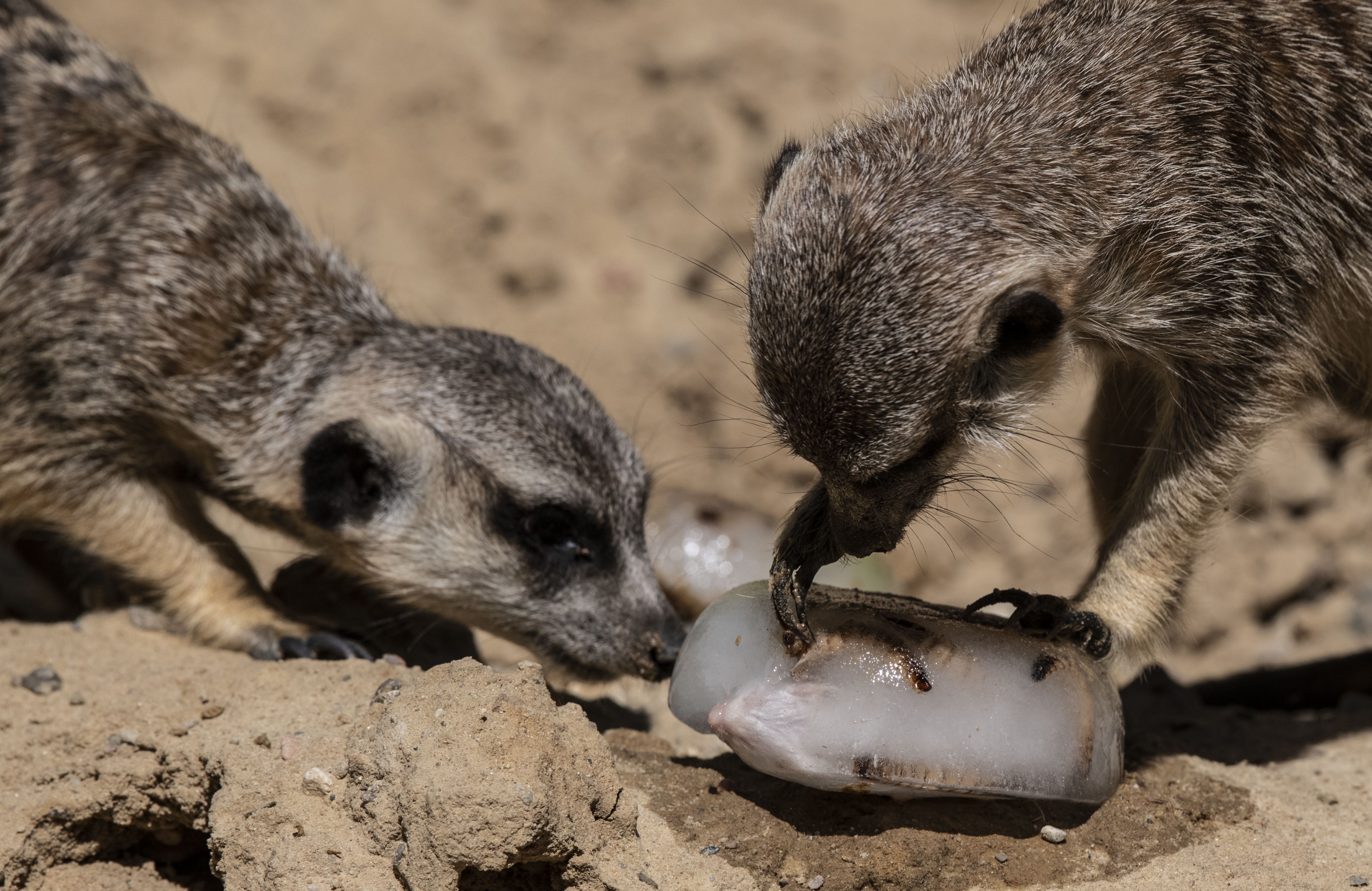 Meerkats can taste an ice cream bomb filled with delicacies at Berlin Zoo. 