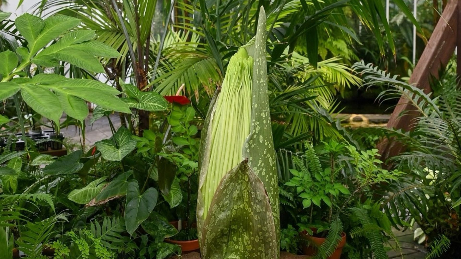 The corpse flower in dormancy prior to releasing its putrid stench. Photo: Courtesy of the San Francisco Conservatory of Flowers/Gardens of Golden Gate Park