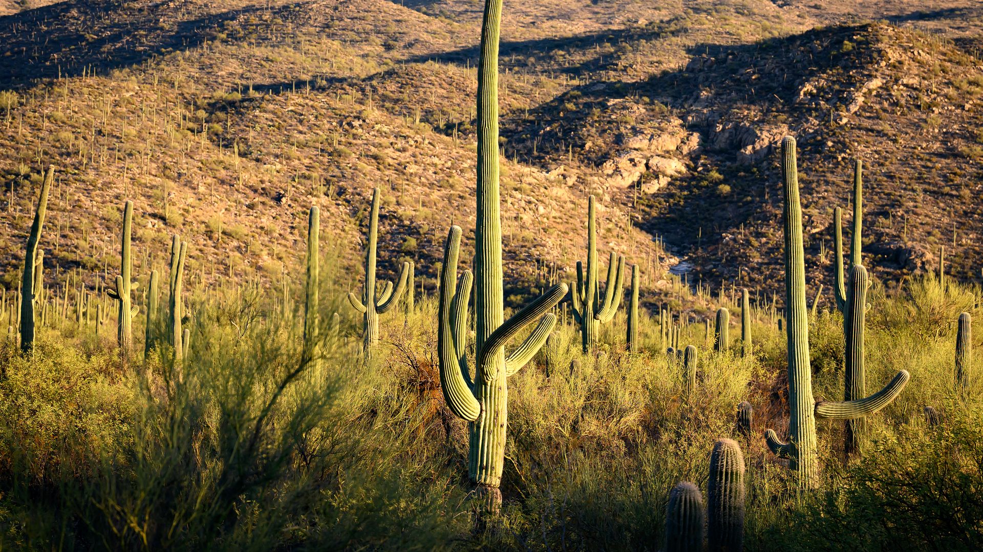 Saguaro cactuses with mountains in the background.