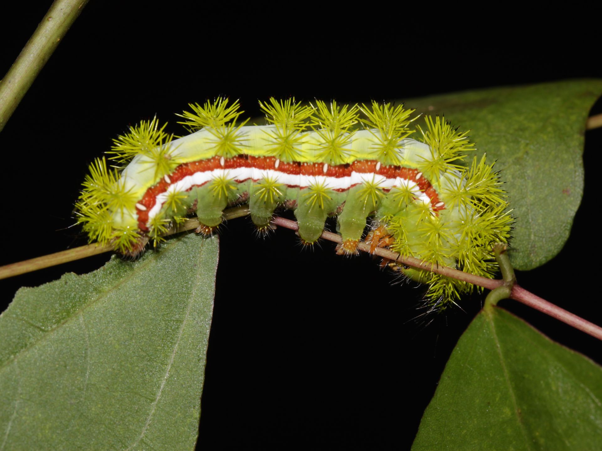 Watch out for the stinging Io moth caterpillars in South Florida