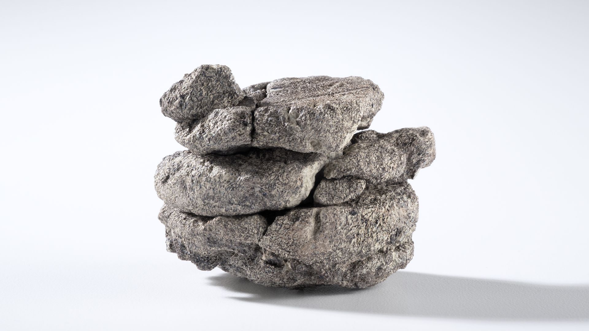 A picture of the partial-bone fossil. Photo courtesy of the Denver Museum of Nature & Science. 