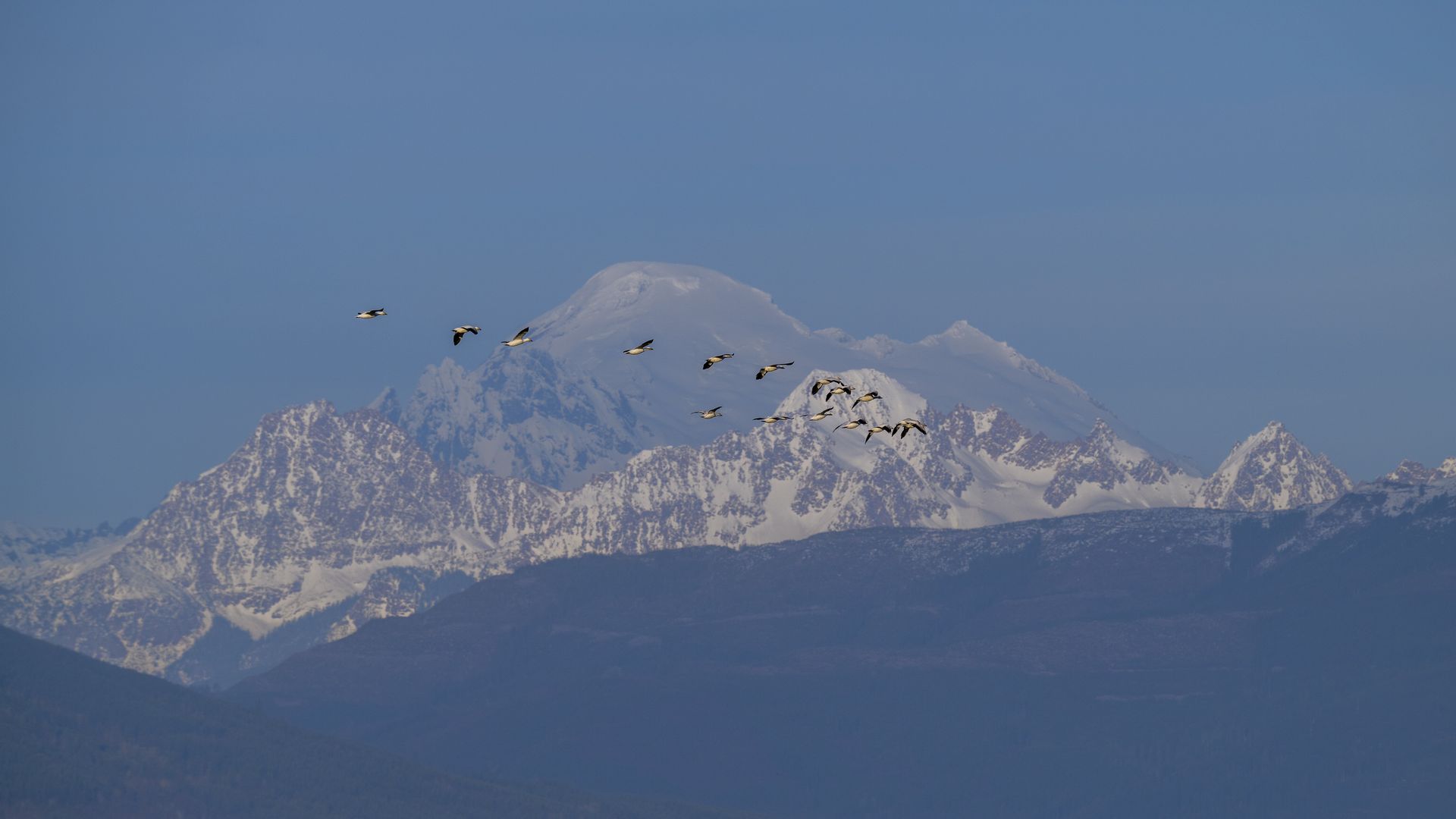 Snow geese fly in front of snow-covered Mount Baker on a clear, blue-skyed day. 