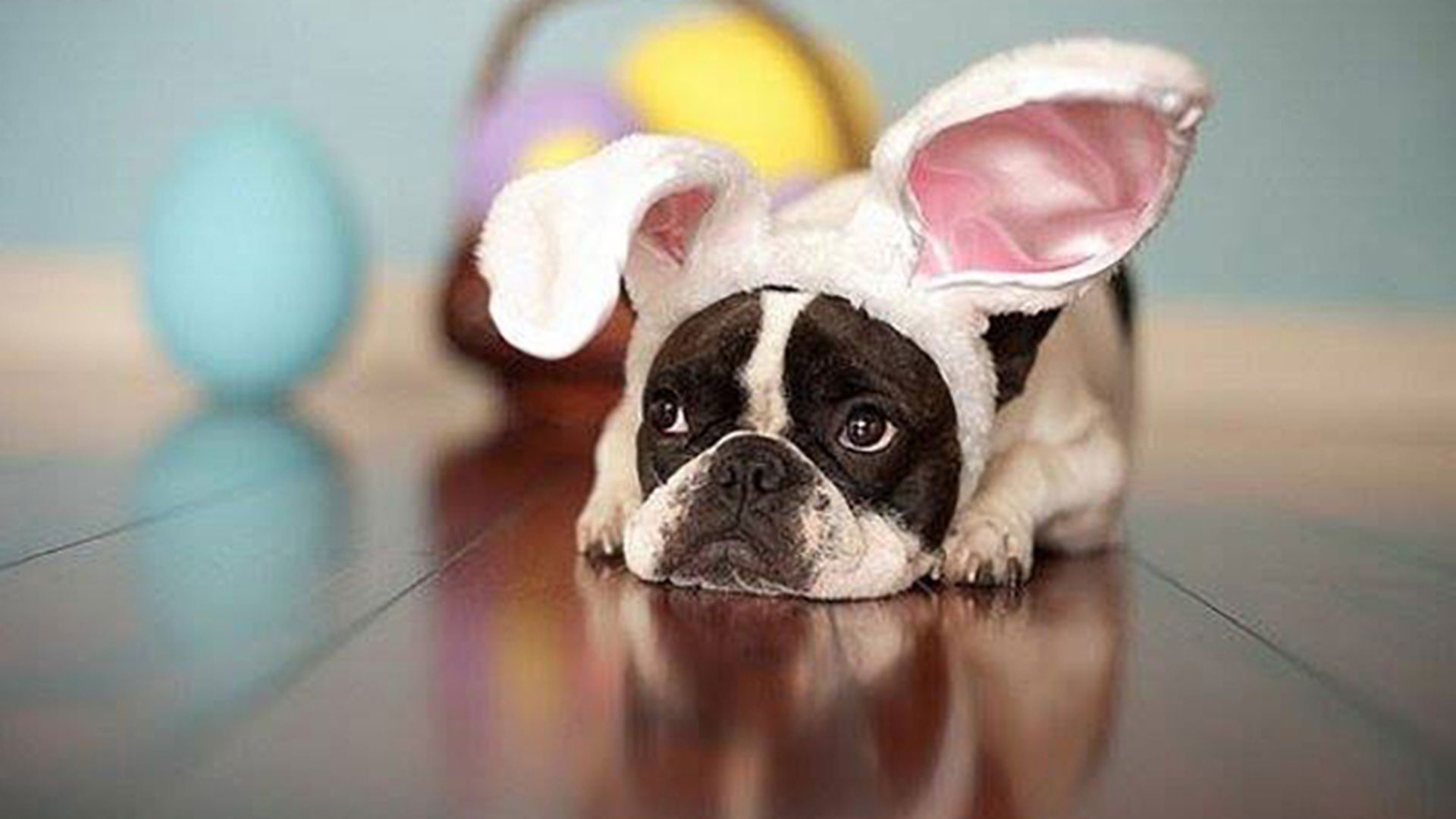 Pose for pawesome pictures of your pet with Easter Bunny at Lucky Dog