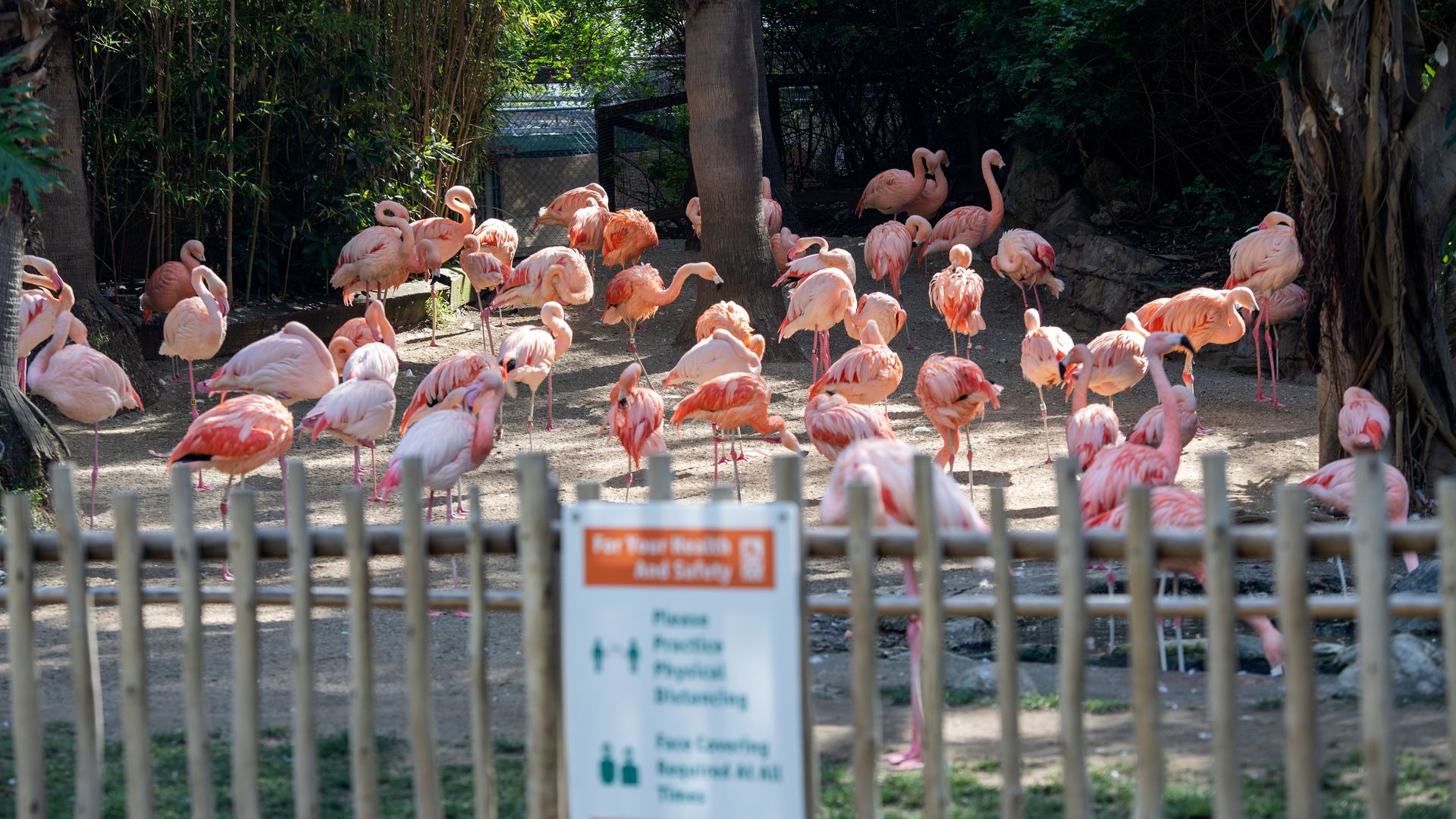 flamingos in the background at the LA Zoo 