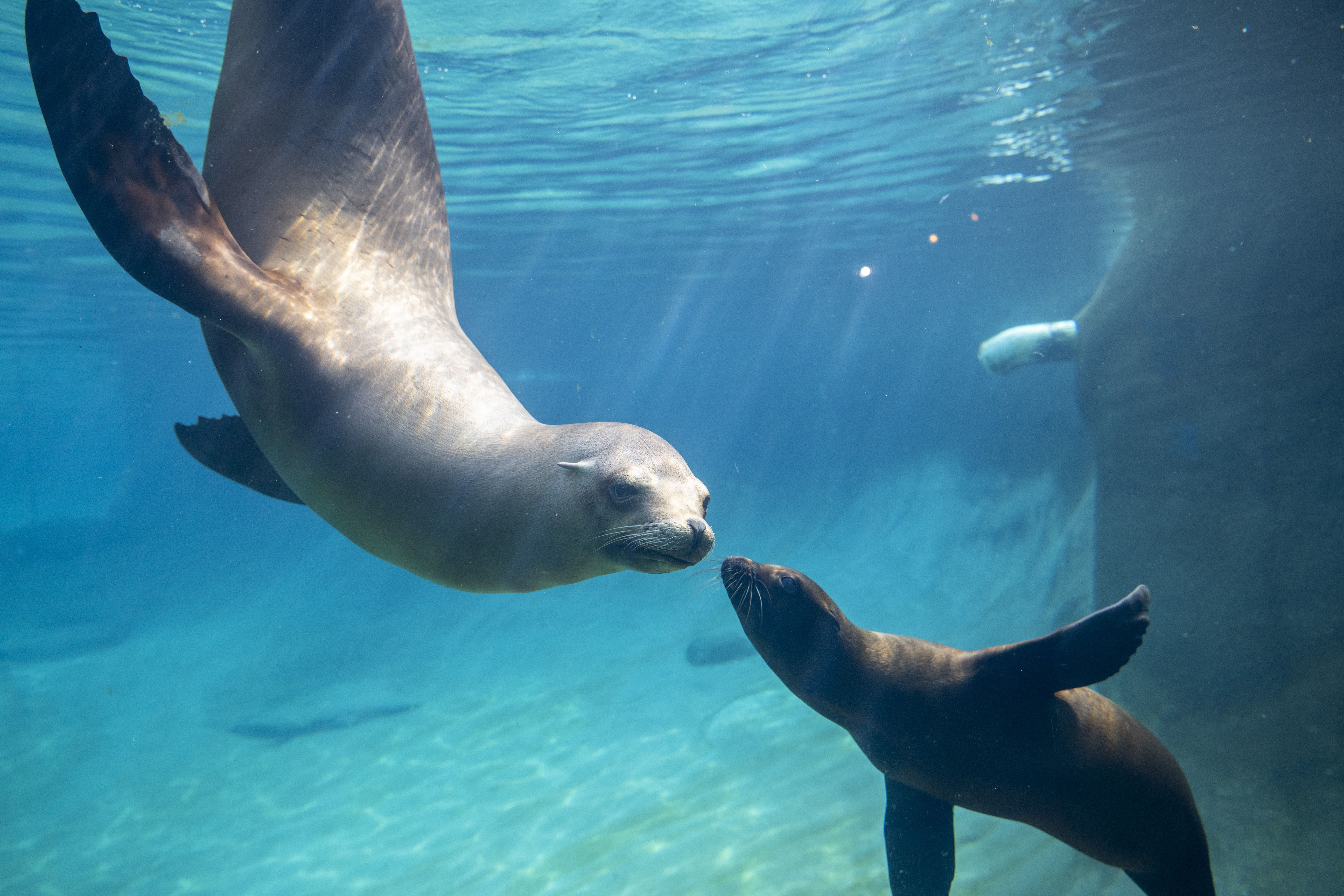 Underwater shot of two sea lions swimming in clear blue water, with sunlit reflections on their brown bodies as they glide toward the camera.