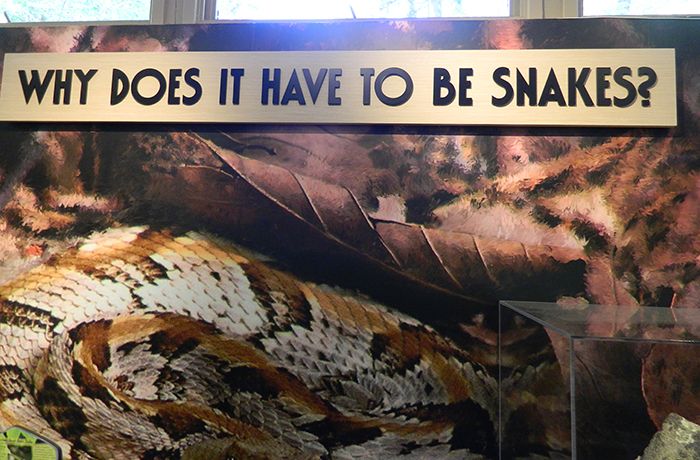 why-does-it-have-to-be-snakes