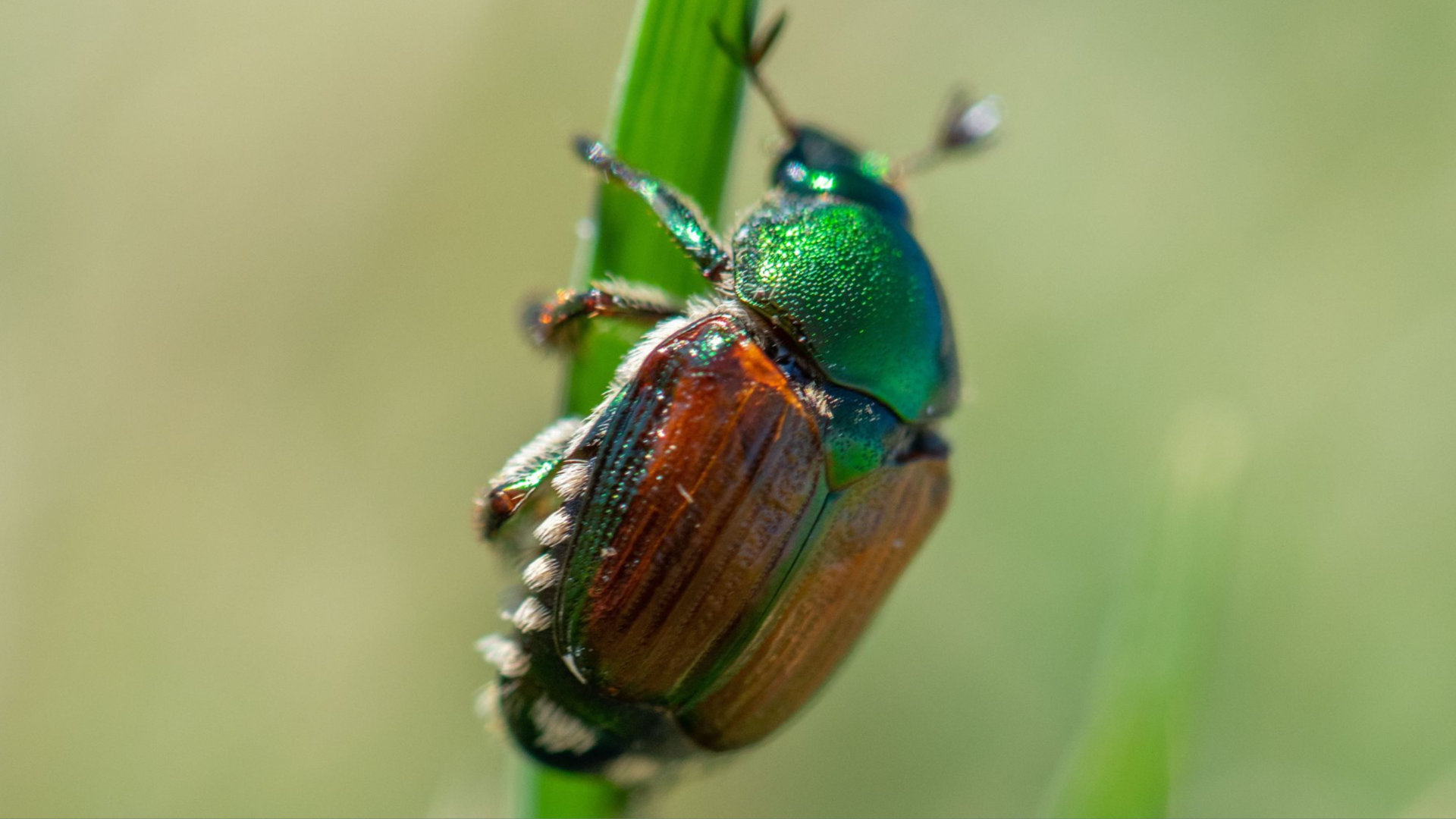 A closeup is shown of a beetle with a green upper body and orangish-red lower body on a green plant.