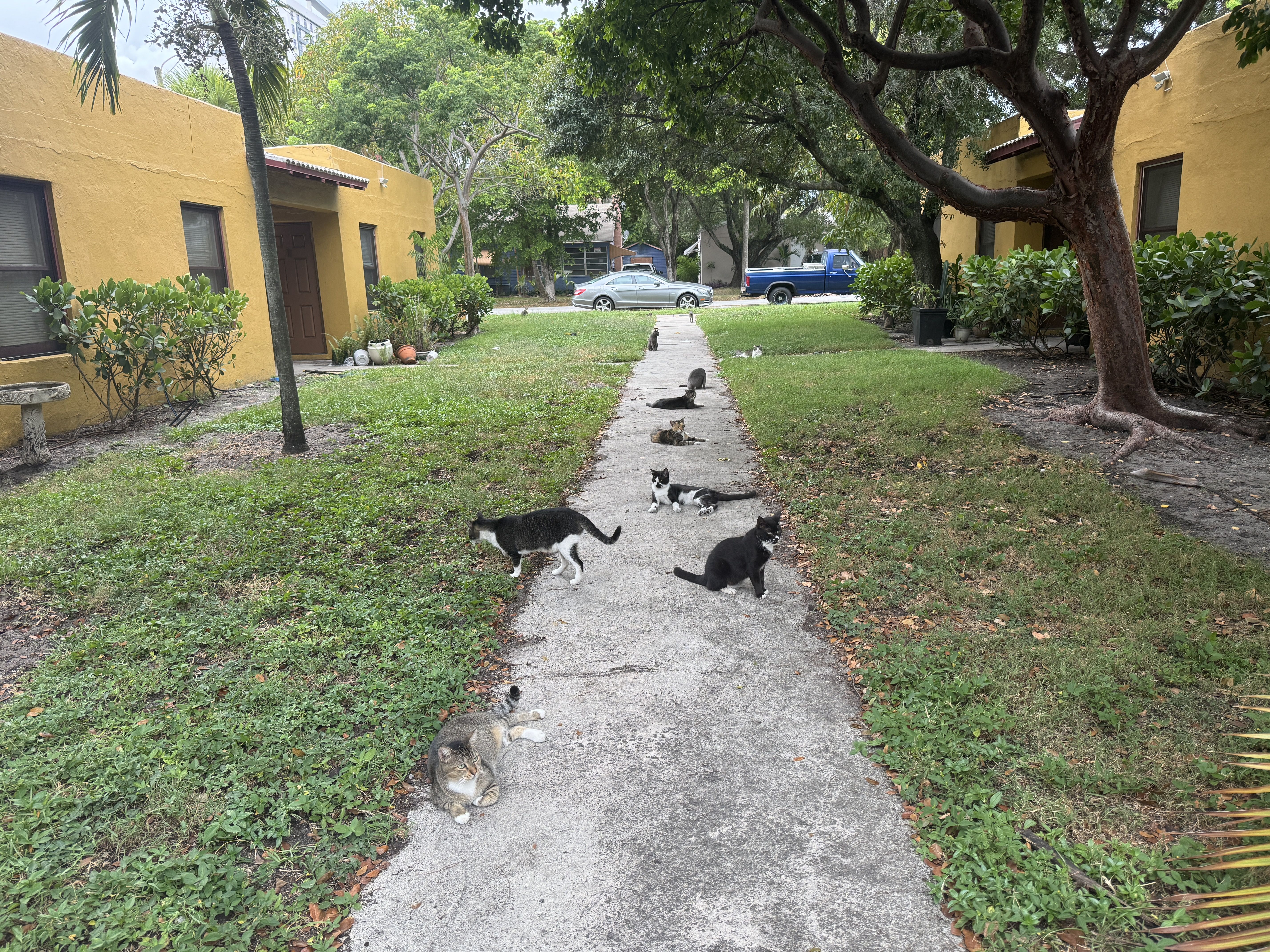 Courtyard scene with yellow stucco buildings, a central path lined with many lounging cats; green lawns, trees overhead, and a silver car with a blue pickup in the background.