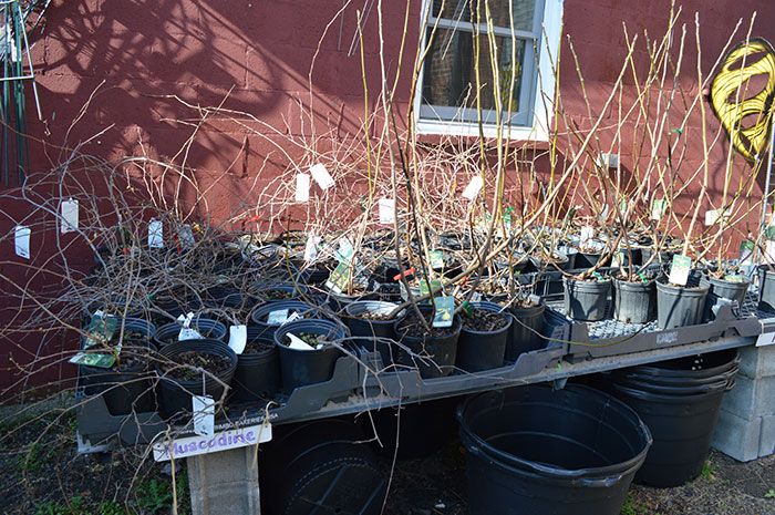 muscadine-renfrow-hardware