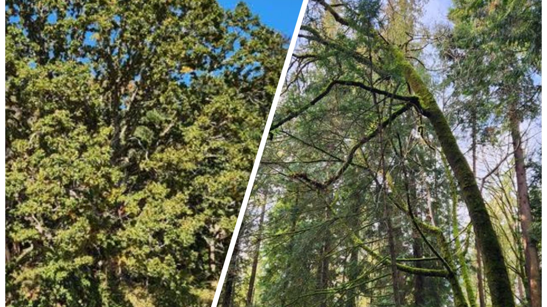 A healthy oak tree on the left compared to one that's dying due to shade from taller conifers.