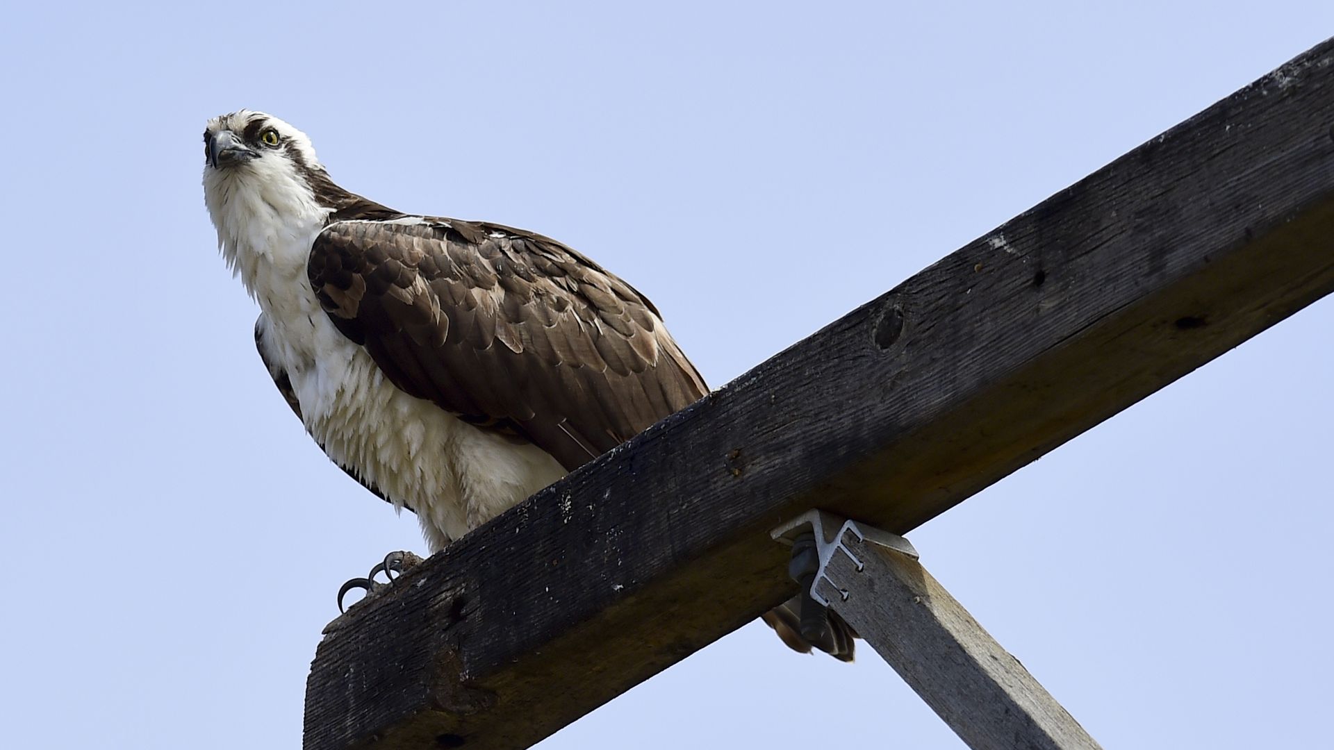An osprey sits on a perch overlooking a nest.