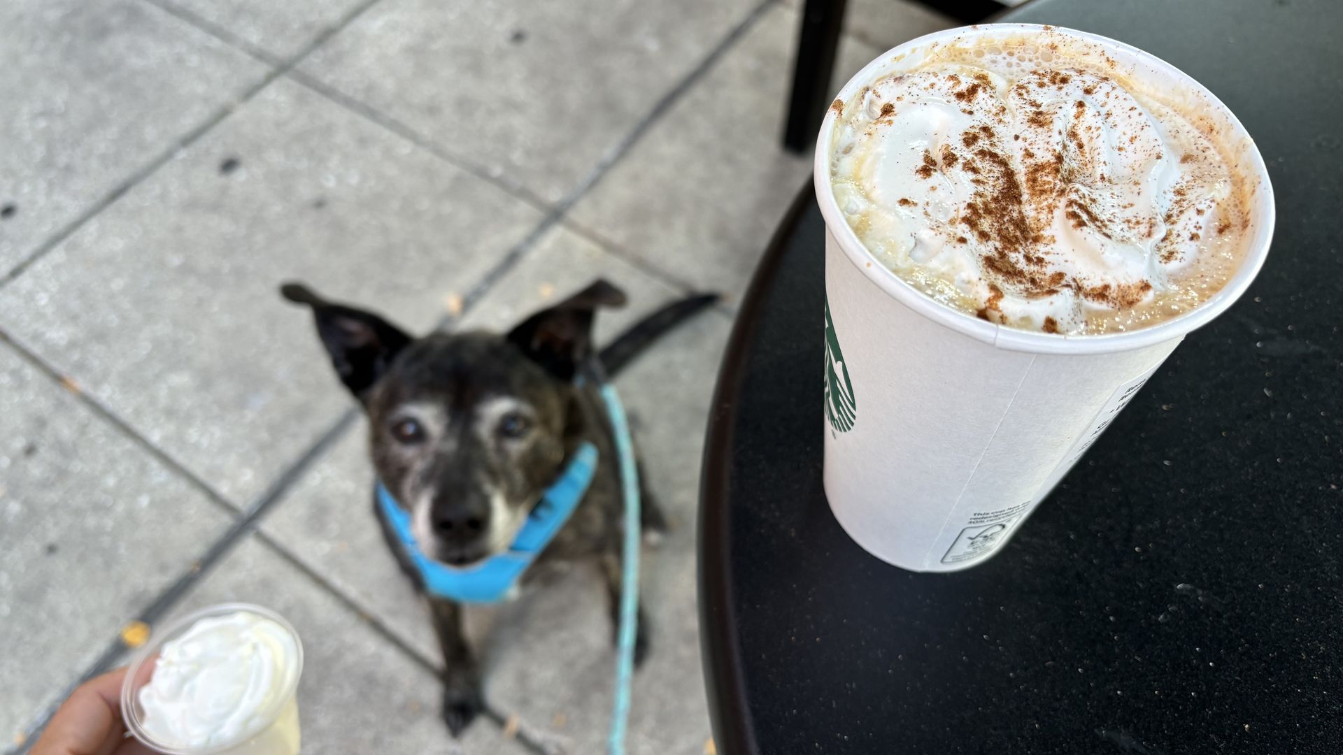 A dog looking up at a cup of whipped cream and a latte