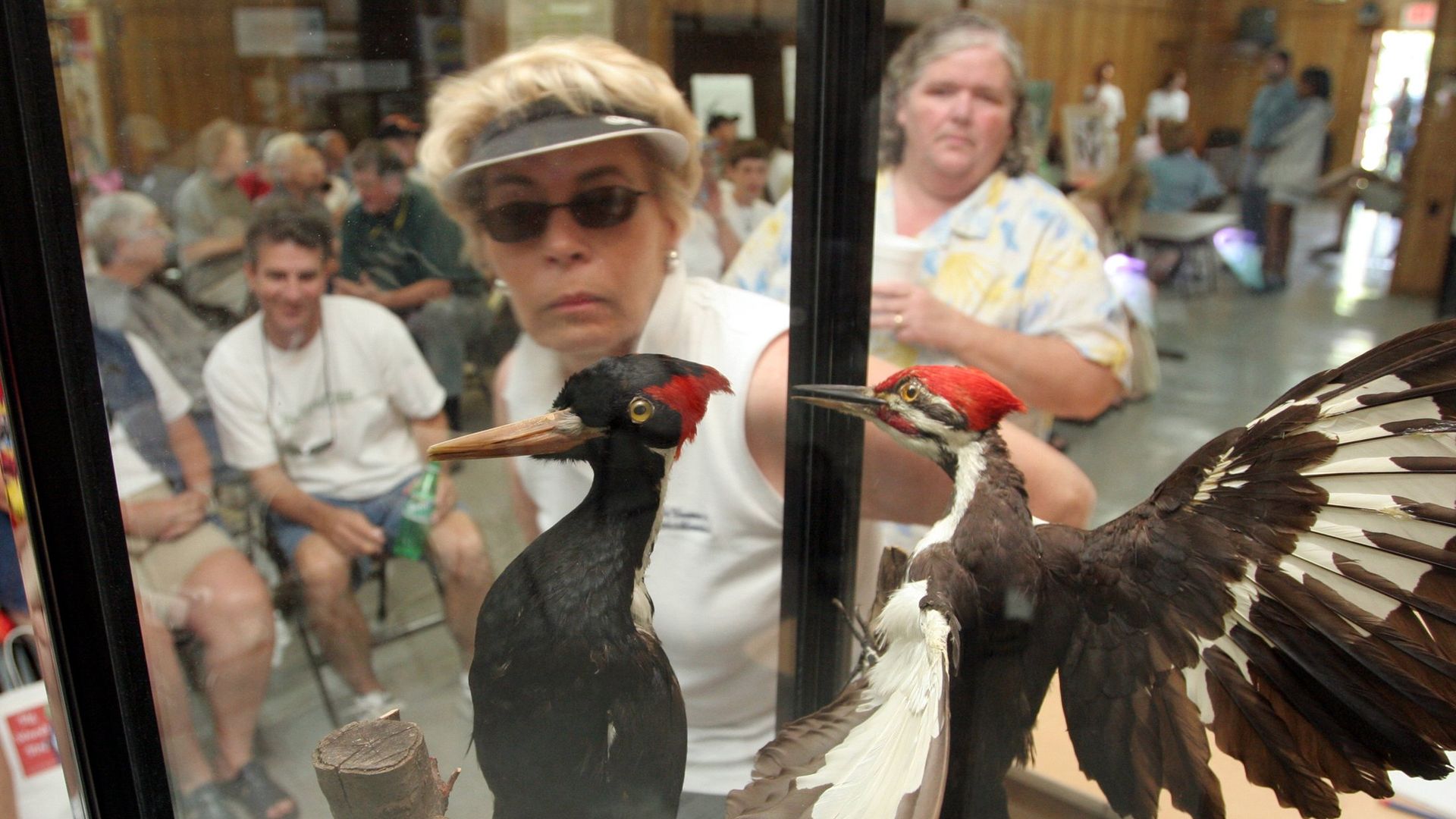 People looking at a stuffed Ivory-billed woodpecker (left) in a glass case in Clarendon, Arkansas, in May 2005.