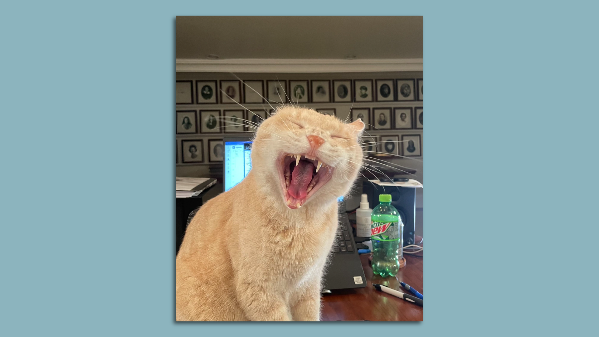 a yellow cat yawning or hissing