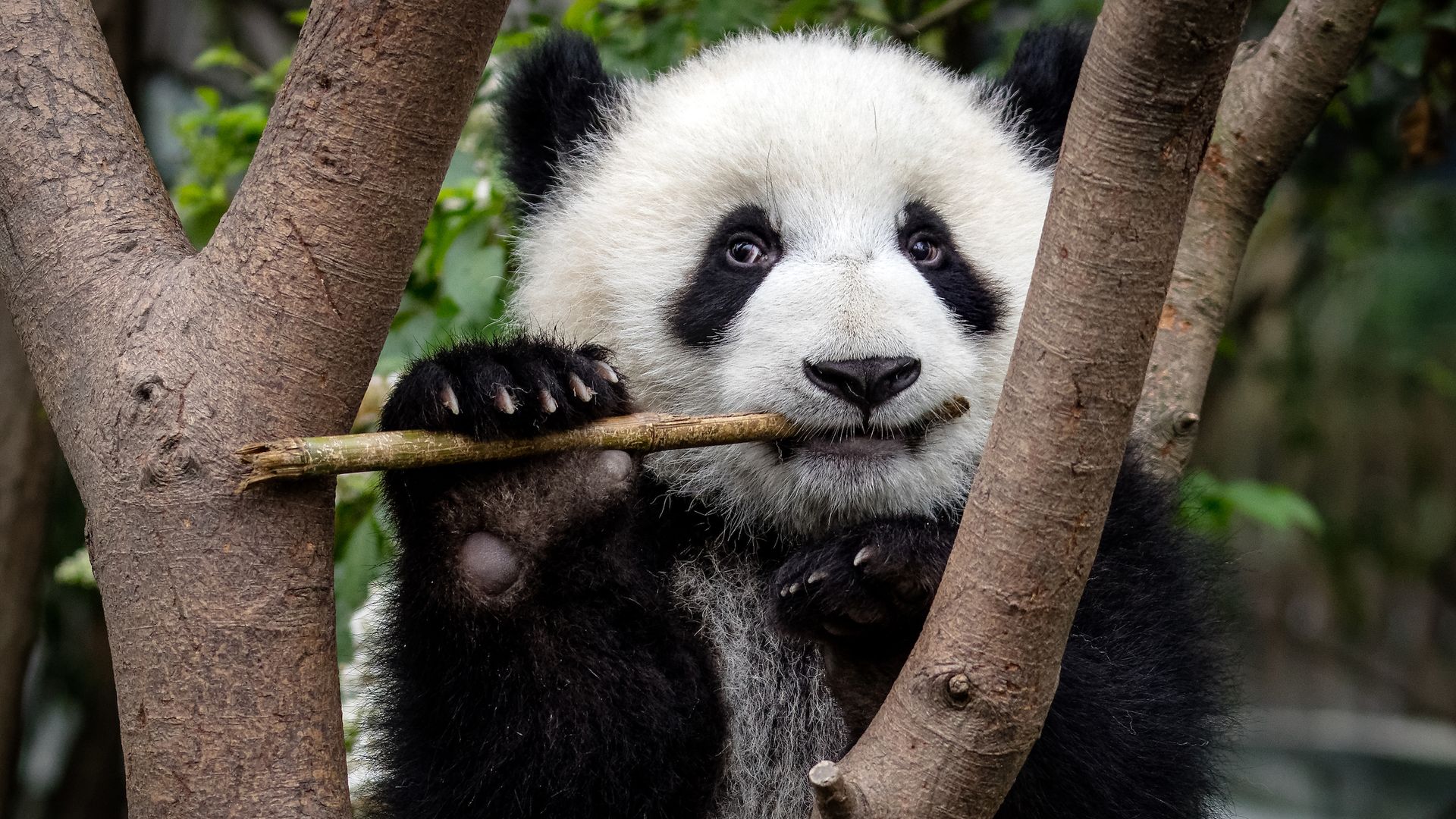 Chengdu panda eating bamboo
